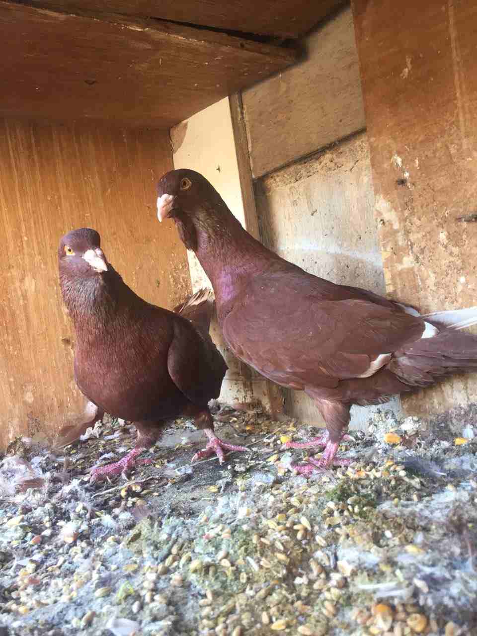 جوزين شغلات للبيع او البدل                                            


	 				لا تنسَ أنك شاهدت هذا الإعلان في عنكبوت            
	 				
                            جواز شغلات...