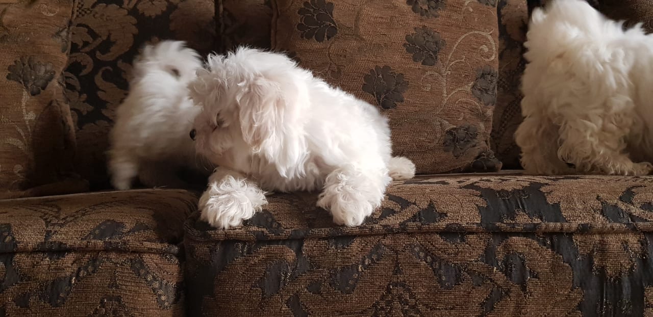 Imported maltese
لا تنسَ أنك شاهدت هذا الإعلان في عنكبوت
Imported Maltese Dogs
The parents h...