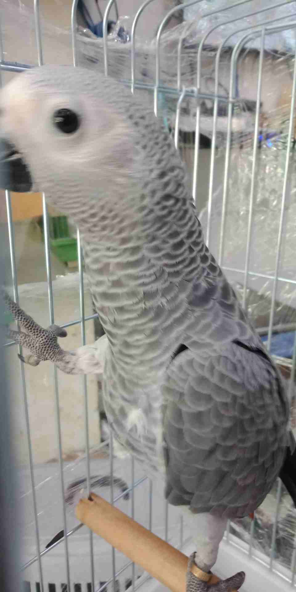 فرخ كاسكو عين سوده طمس مزرعه حجل ذهبي راس طير حجم جامبو ثوب ثلجي جناح كامل صحه
لا تنسَ أنك شاهدت هذا الإعلان في عنكبوت...
