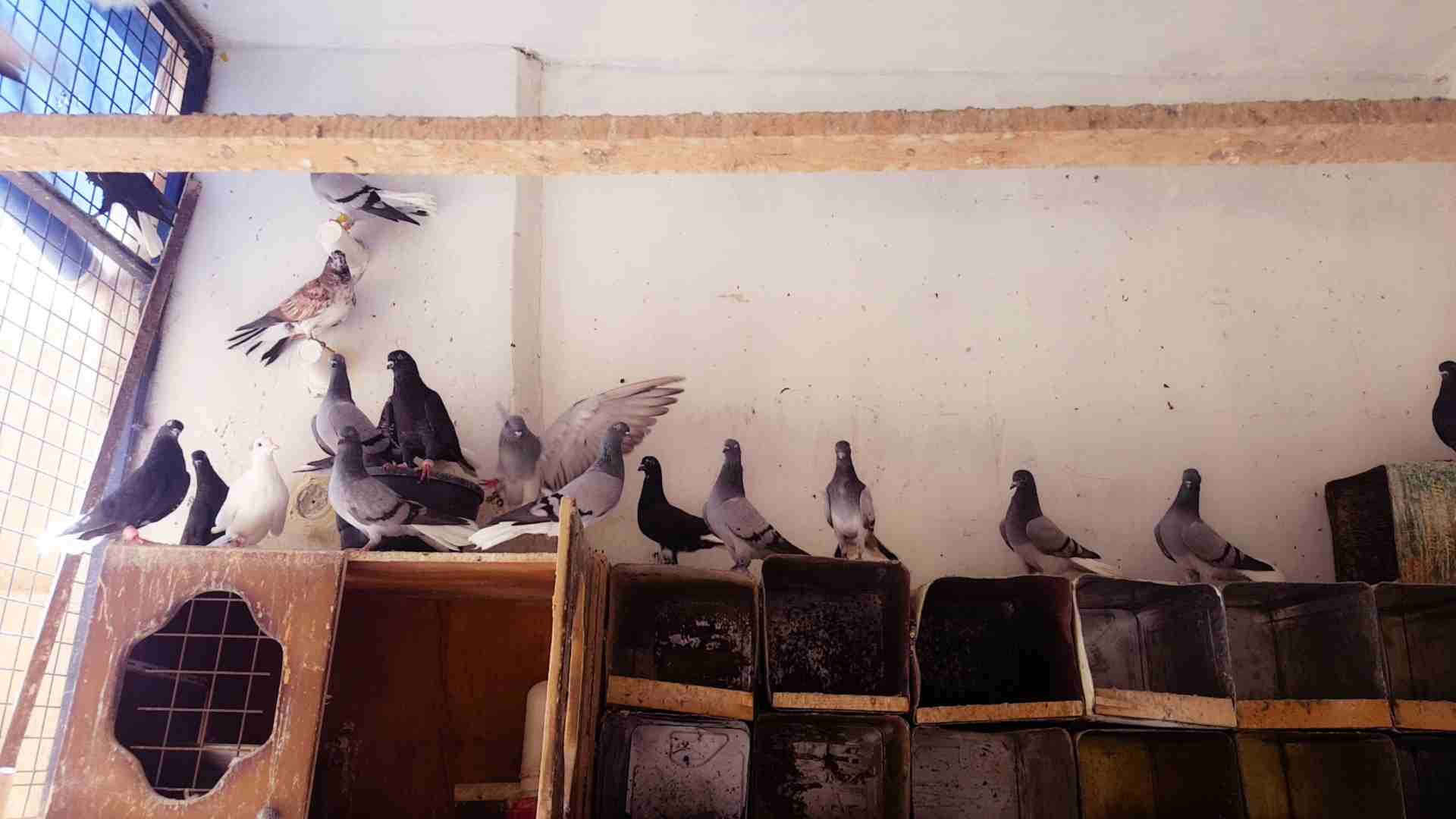 حمام جواز شغاله 100% بدل على كنار
لا تنسَ أنك شاهدت هذا الإعلان في عنكبوت
جواز حمام شغاله مع فراخ...