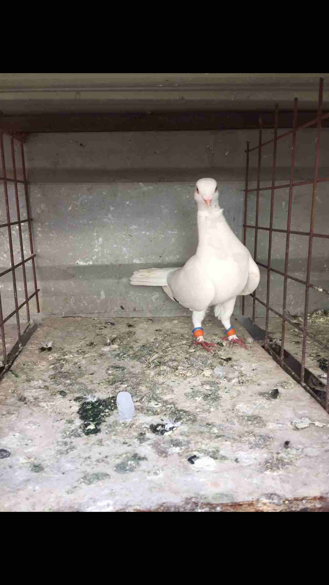 9طيور كش للبيع بسعر مغري
لا تنسَ أنك شاهدت هذا الإعلان في عنكبوت
الطيور كش كلهم فحول
عدد 9 للبيع...