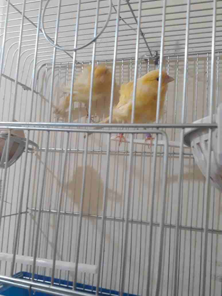 3اجواز كنار مفتلات وفي جوز مكنبرات للبيع بسعر مغري وفي حبه مفتله زيتوني مفتل
لا تنسَ أنك شاهدت هذا الإعلان في عنكبوت...
