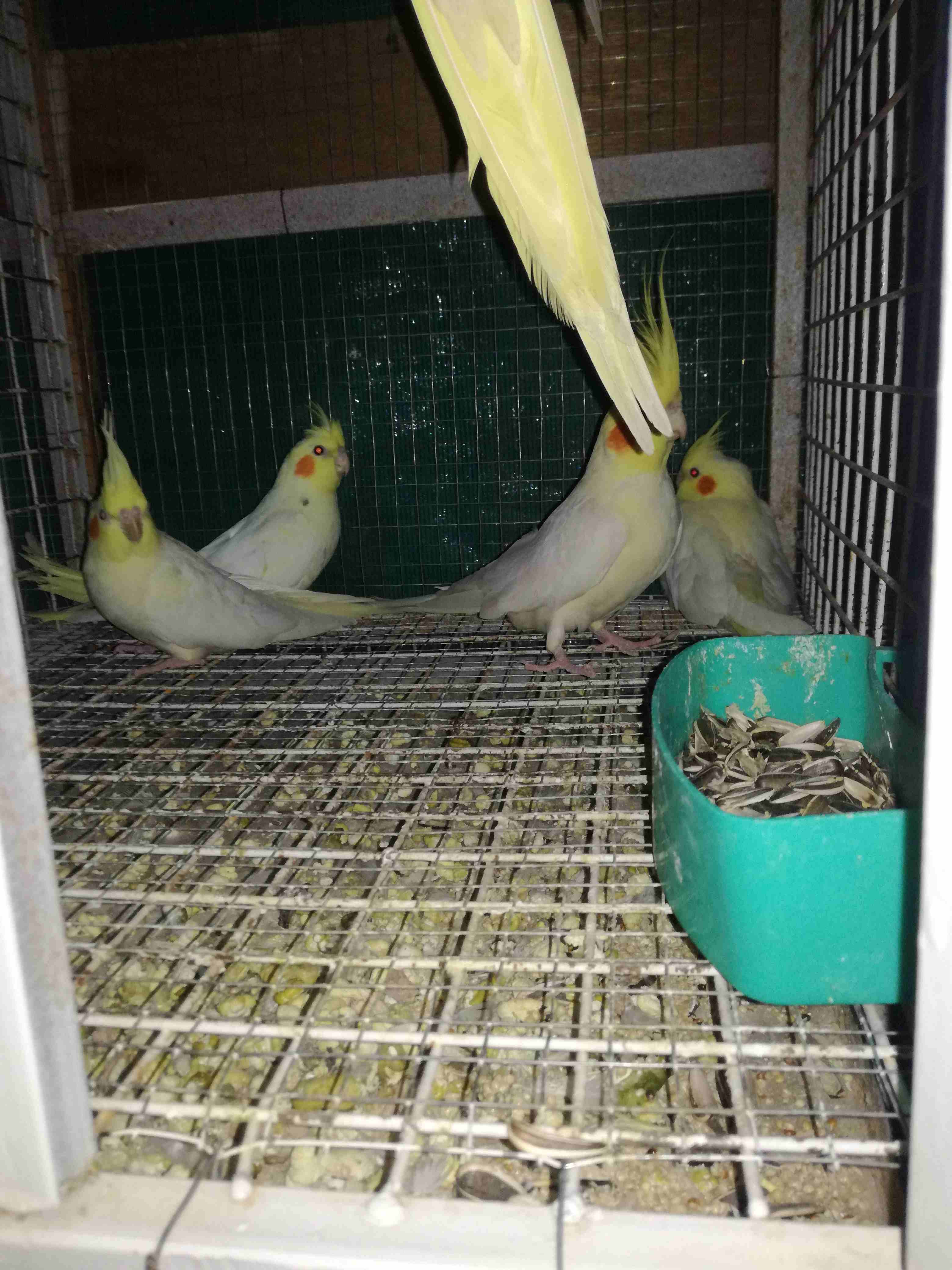 كوكتيل                                            


	 				لا تنسَ أنك شاهدت هذا الإعلان في عنكبوت            
	 				
                            ثلاث فراخ لاتينو عمر 3 شهورللبيع 40دينار سعر منهي...