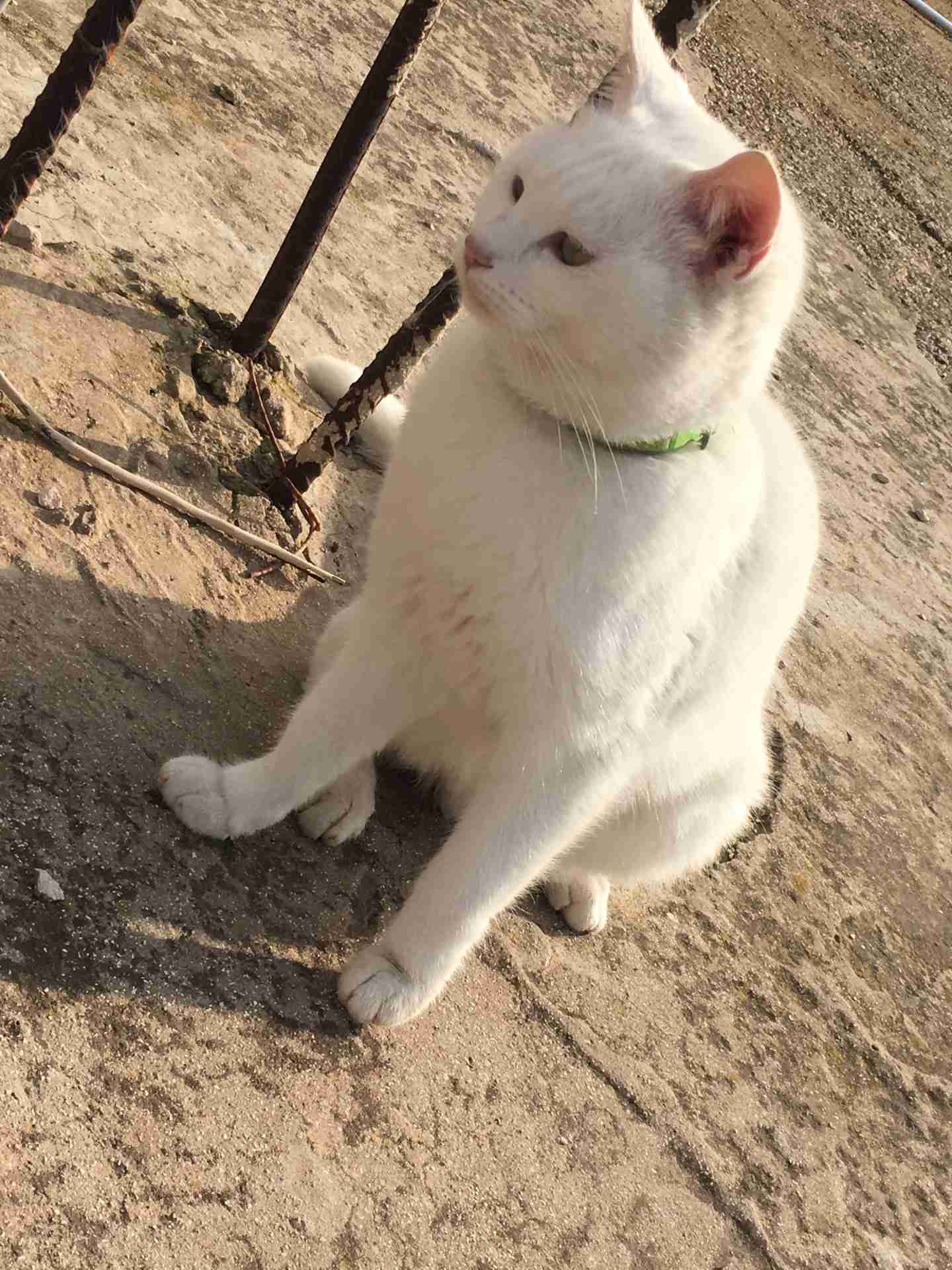 قطه للبيع
لا تنسَ أنك شاهدت هذا الإعلان في عنكبوت
قطه انجورا للبيع نظيفه وصحه جيده تاكل اي ش...