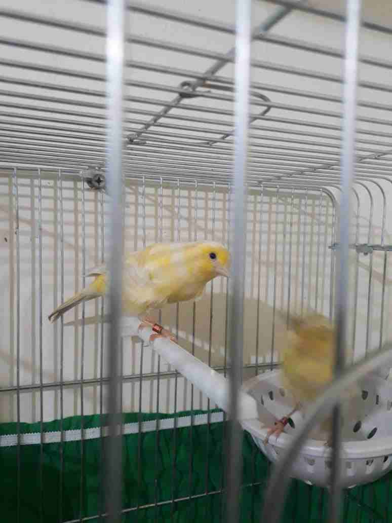 3اجواز كنار مفتلات وفي جوز مكنبرات للبيع بسعر مغري وفي حبه مفتله زيتوني مفتل
لا تنسَ أنك شاهدت هذا الإعلان في عنكبوت...