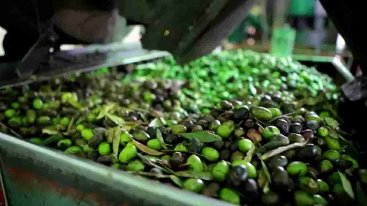 ريح حالك من المغشوش
لا تنسَ أنك شاهدت هذا الإعلان في عنكبوت
زيت زيتون جبلي بكر ممتاز معصور...