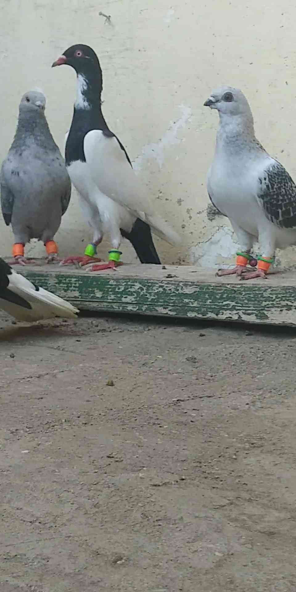 5 جواز و 4 طواير للبيع                                            


	 				لا تنسَ أنك شاهدت هذا الإعلان في عنكبوت            
	 				
                                1. جوز يهوديات الفحل اسود والط...