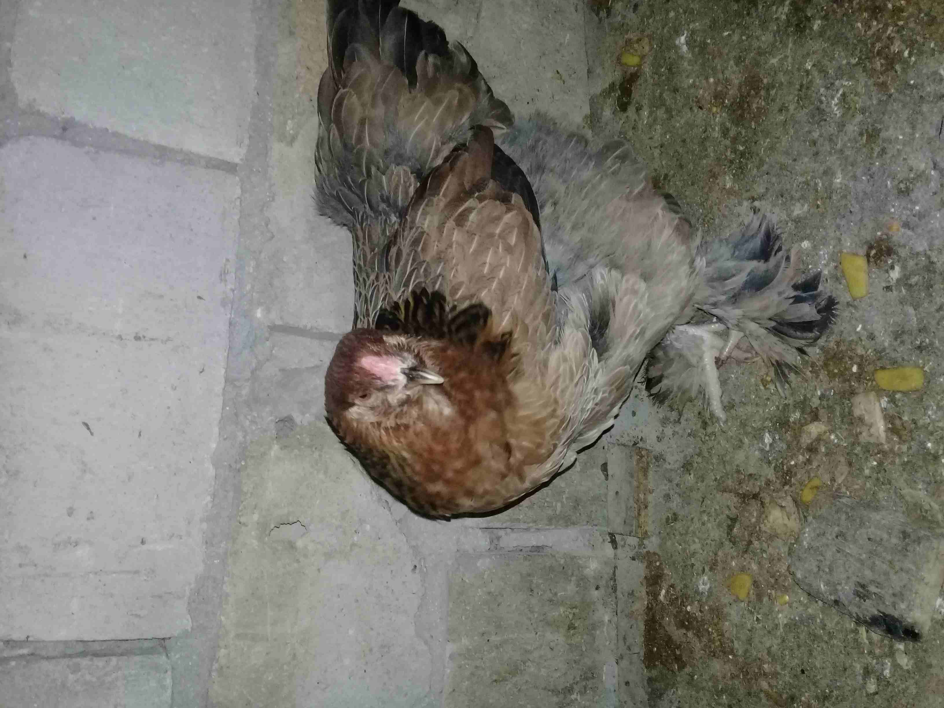 دجاج براهمه للبيع على وجه شغل صحه بالصلاة على النبي                                            


	 				لا تنسَ أنك شاهدت هذا الإعلان في عنكبوت            
	 				
                            دجاج...