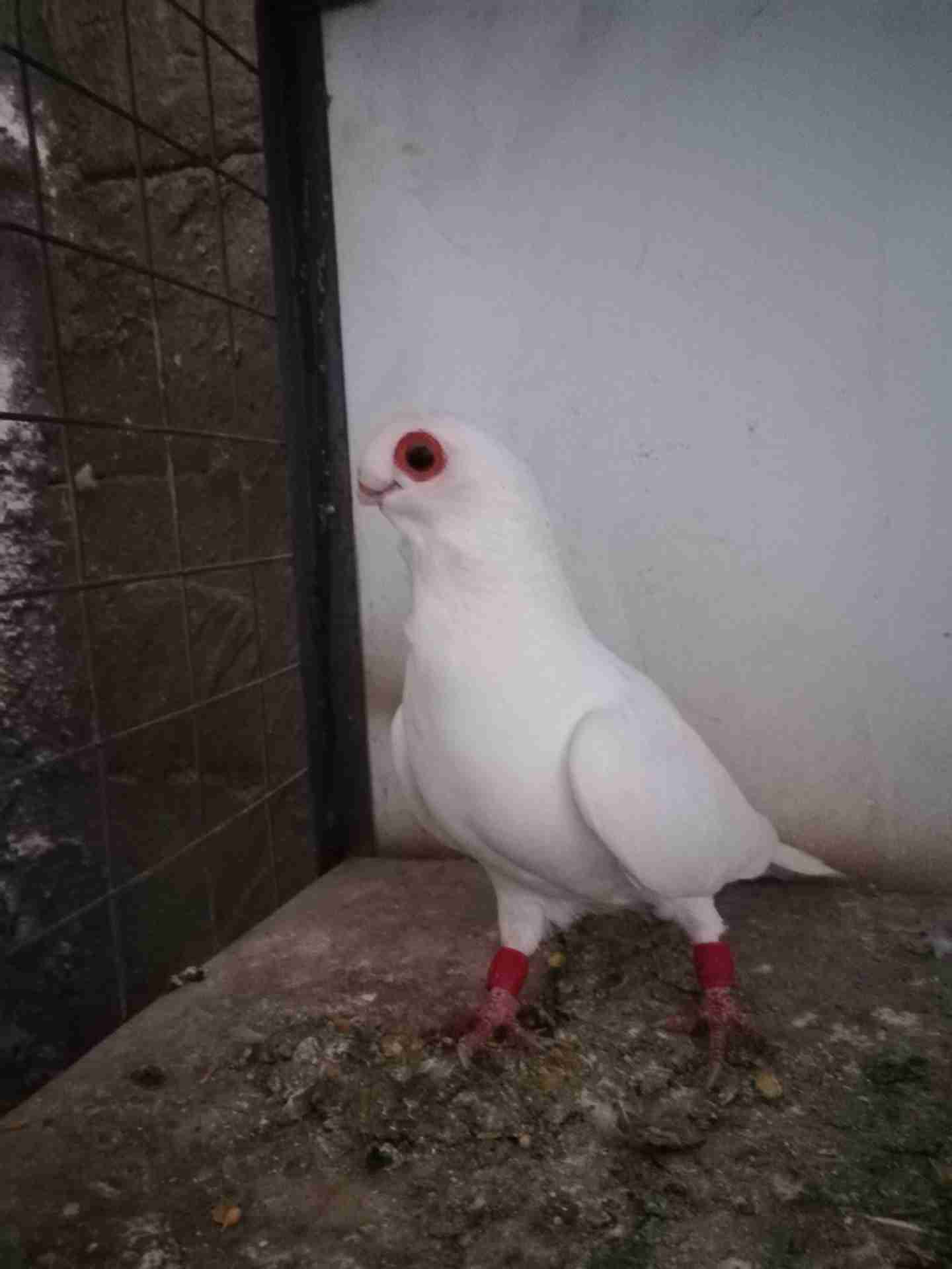 فحل وطيره مخاليف
لا تنسَ أنك شاهدت هذا الإعلان في عنكبوت
بدايه شغل حبات حلوه.وجفن وسيع ومعول...