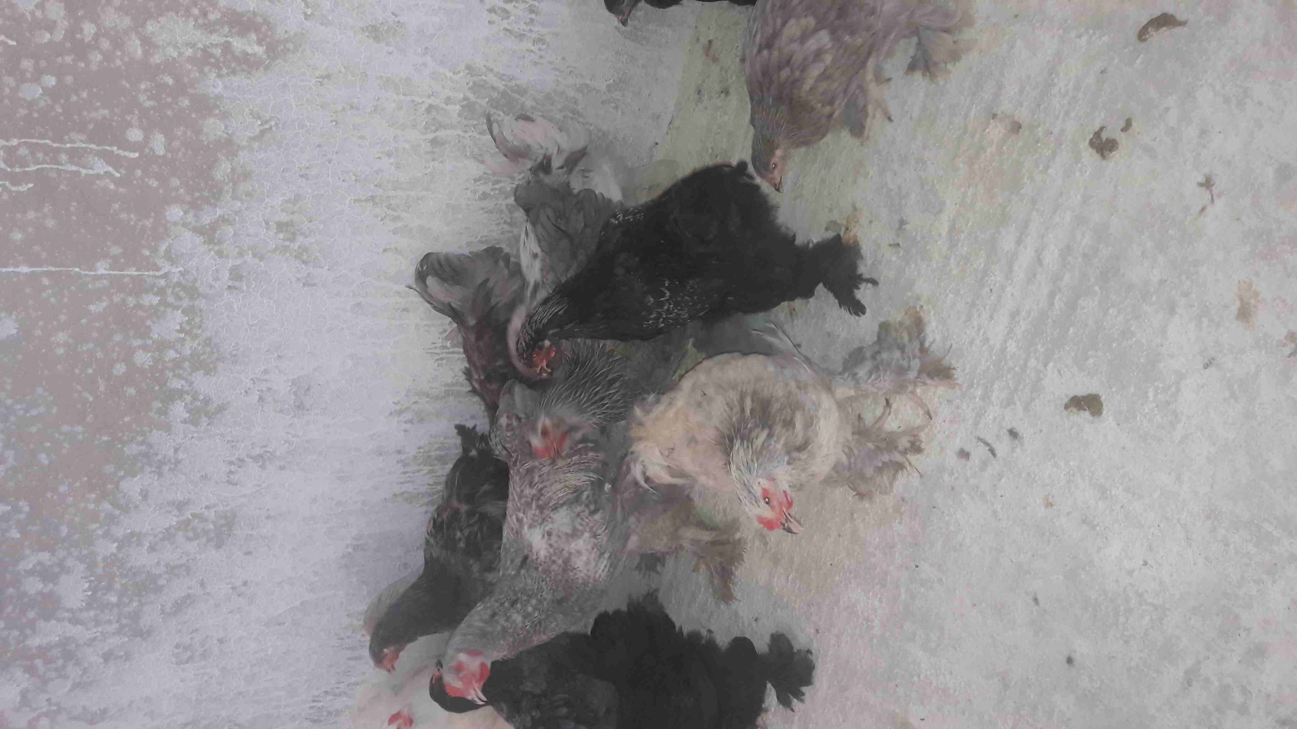 بيض براهمه للبيع
لا تنسَ أنك شاهدت هذا الإعلان في عنكبوت
بيض براهمه للبيع مخصب وبنسبه عاليه وتحت...