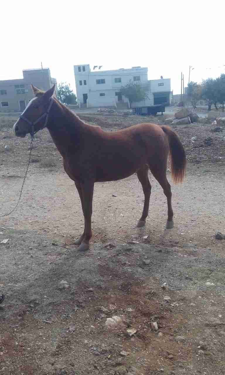 مهره شقرا عمرها سنه وثمن شهور على وجه اطباع للبيع كاش                                            


	 				لا تنسَ أنك شاهدت هذا الإعلان في عنكبوت...