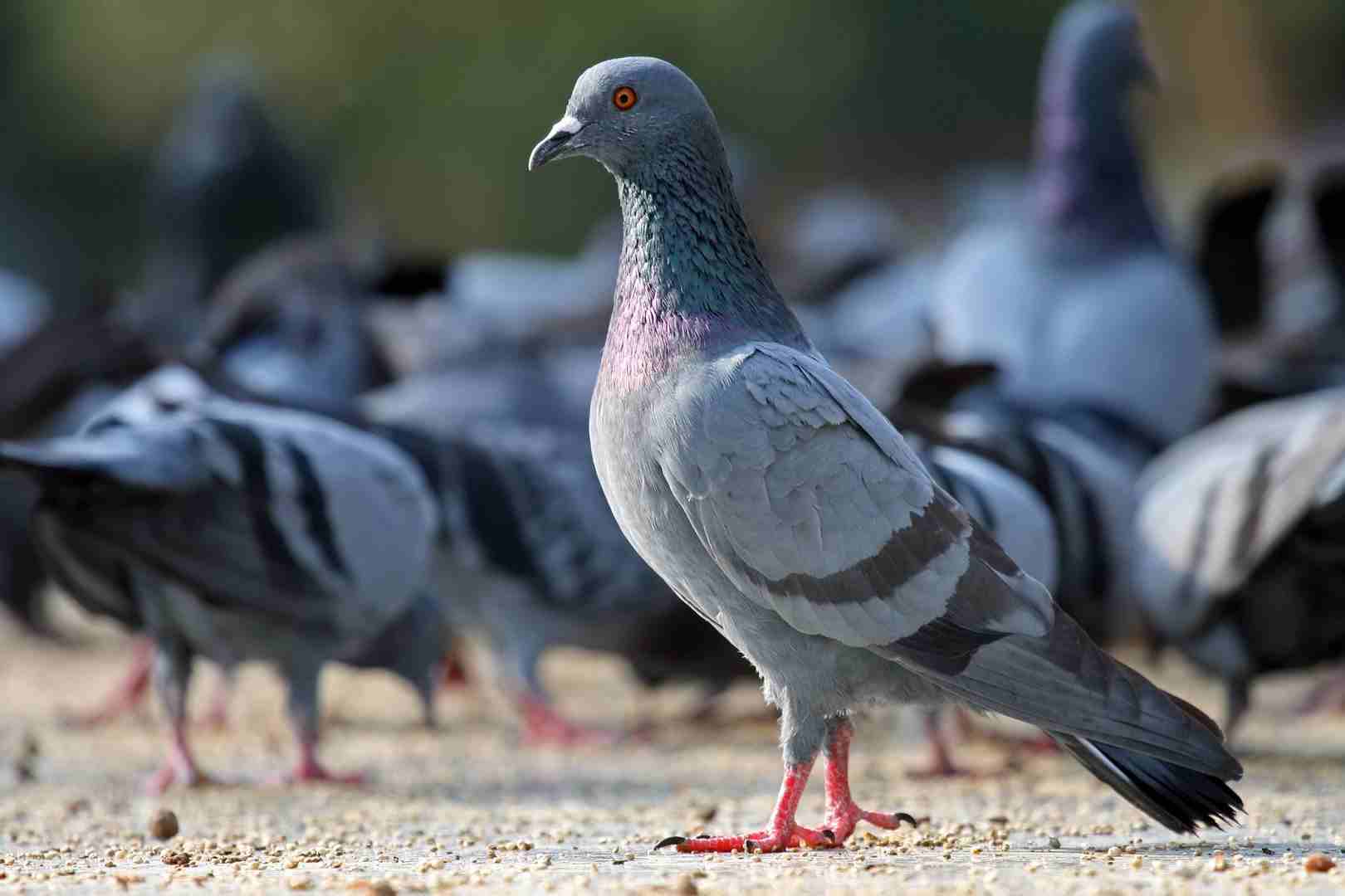 حمام بلدي للبيع                                            


	 				لا تنسَ أنك شاهدت هذا الإعلان في عنكبوت            
	 				
                            حمام بلدي للبيع الوان مختلفة
بسعر مغري :...