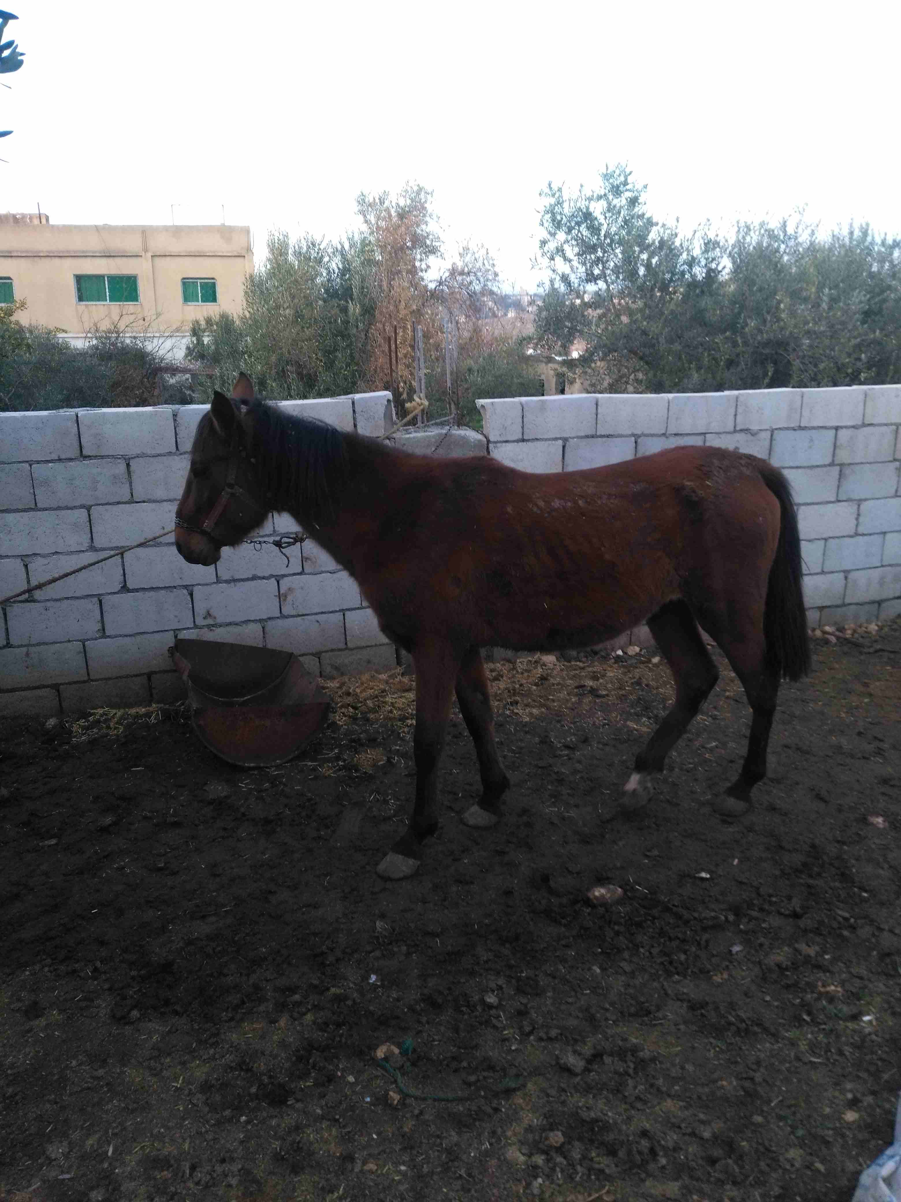 اربد بيت يافا                                            


	 				لا تنسَ أنك شاهدت هذا الإعلان في عنكبوت            
	 				
                            احصان عمره ثلاث ونصف وفرس عمرها خمسه سنوات...