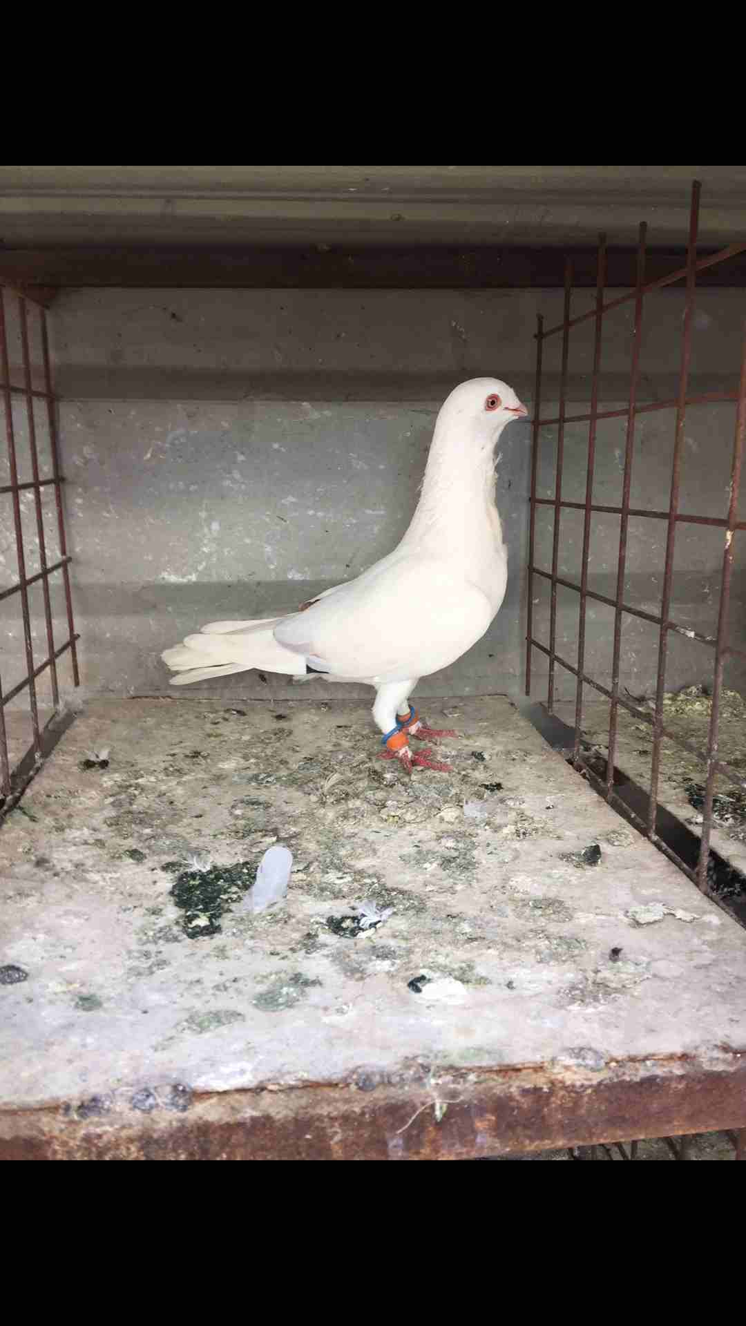 9طيور كش للبيع بسعر مغري
لا تنسَ أنك شاهدت هذا الإعلان في عنكبوت
الطيور كش كلهم فحول
عدد 9 للبيع...