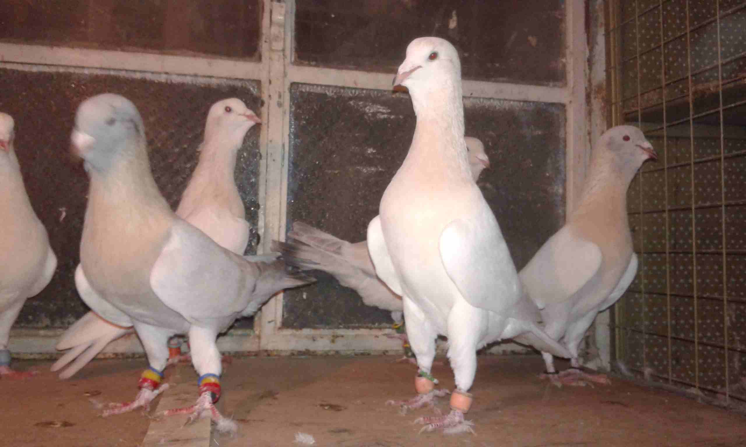 بسم الله اعاده طرح عائله رياحنه وسكريات نخب                                            


	 				لا تنسَ أنك شاهدت هذا الإعلان في عنكبوت            
	 				
                            جوز اهالي واو...
