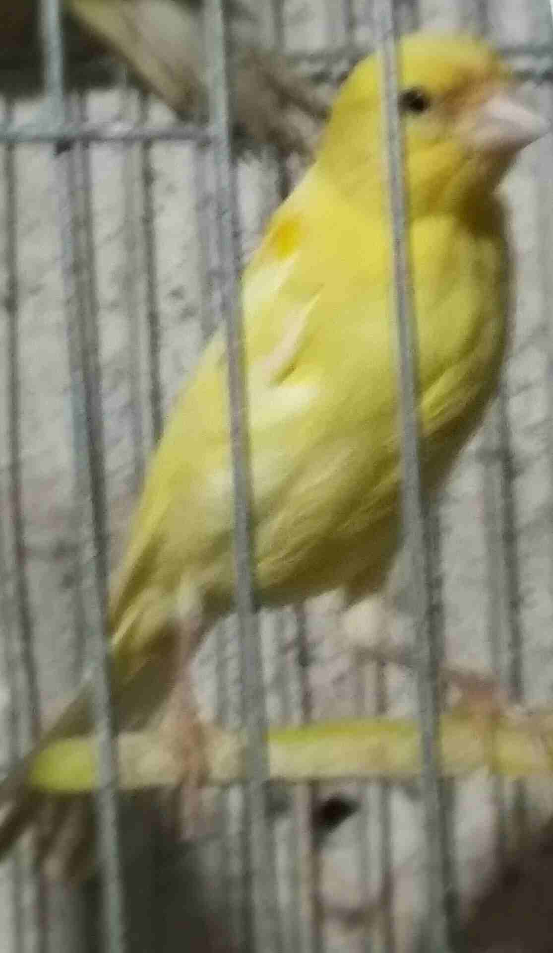 7 مخاليف كنار
لا تنسَ أنك شاهدت هذا الإعلان في عنكبوت
7 مخاليف كنار.. أعمارهم 4 شهور...
منهم 3 ا...
