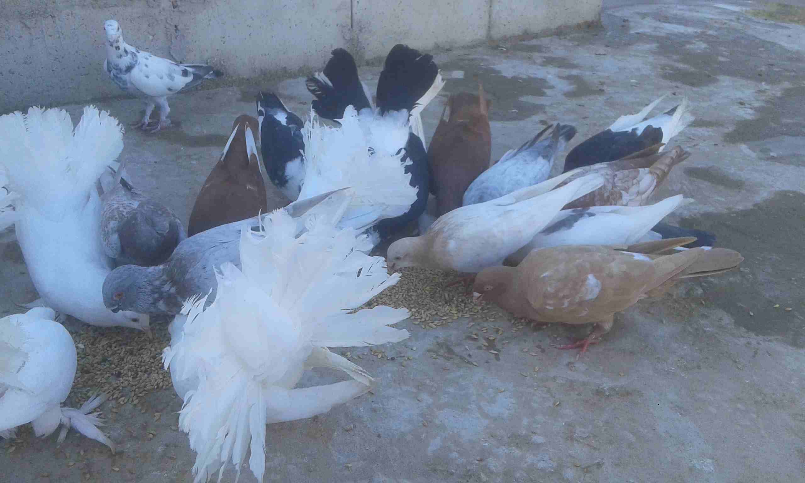 مطلوب حمام بلدي بدل على حمام هزاز
لا تنسَ أنك شاهدت هذا الإعلان في عنكبوت
حمام هزاز نضيف للبدل عل...
