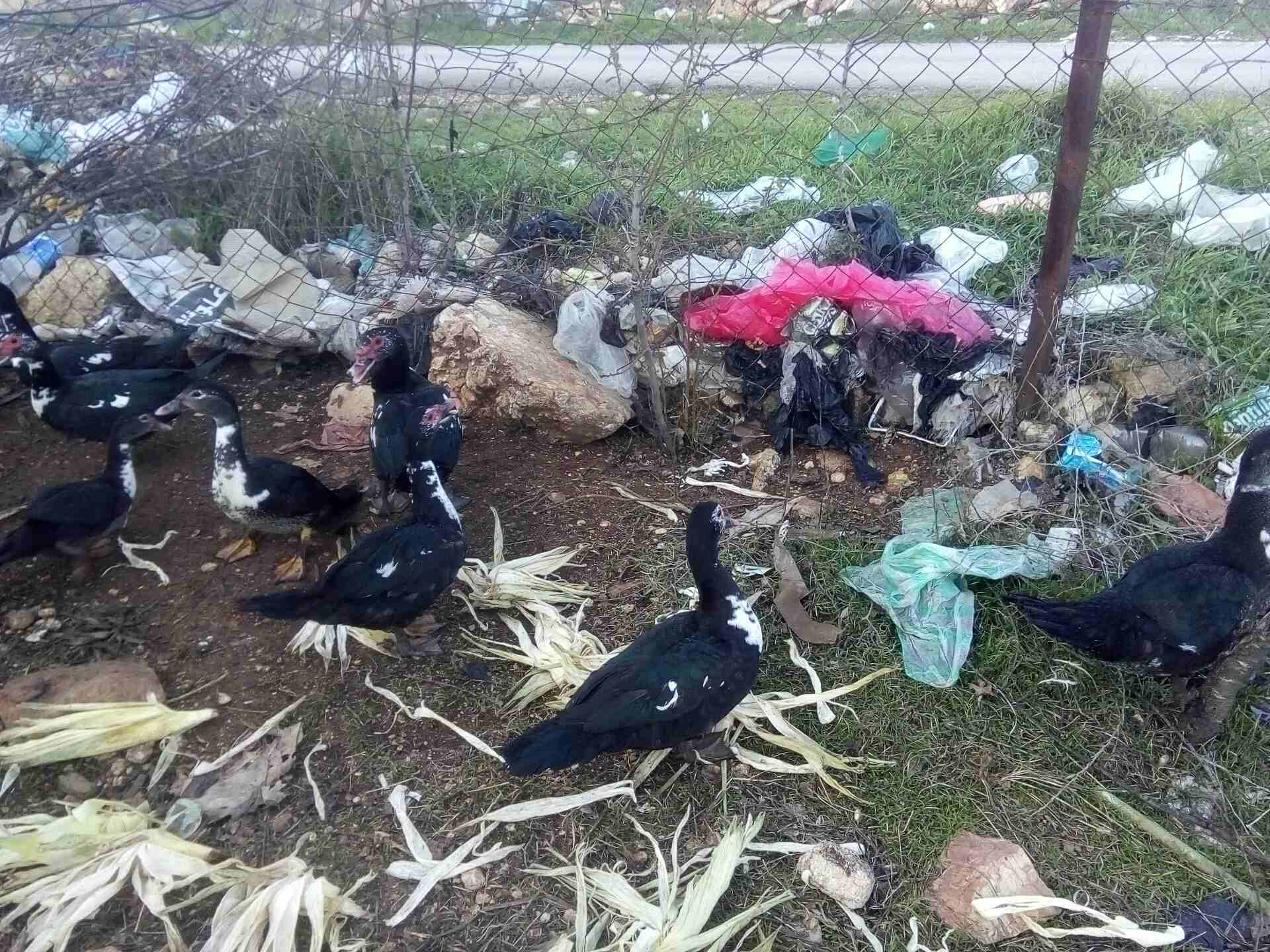 عدد عشرين بطه
لا تنسَ أنك شاهدت هذا الإعلان في عنكبوت
بط مصر للبيع سبع اديوك او اكثر و13بطه الرقم...