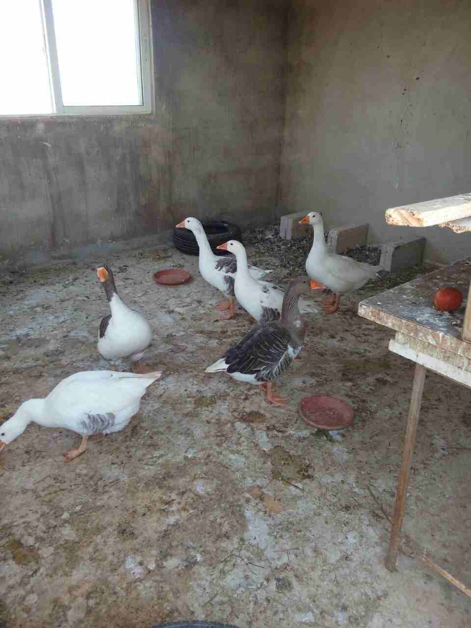 اوز جامبو
لا تنسَ أنك شاهدت هذا الإعلان في عنكبوت
للبيع 6وزات ذكر وانثى و 4 فراخ عمر الحبه 9 شهو...