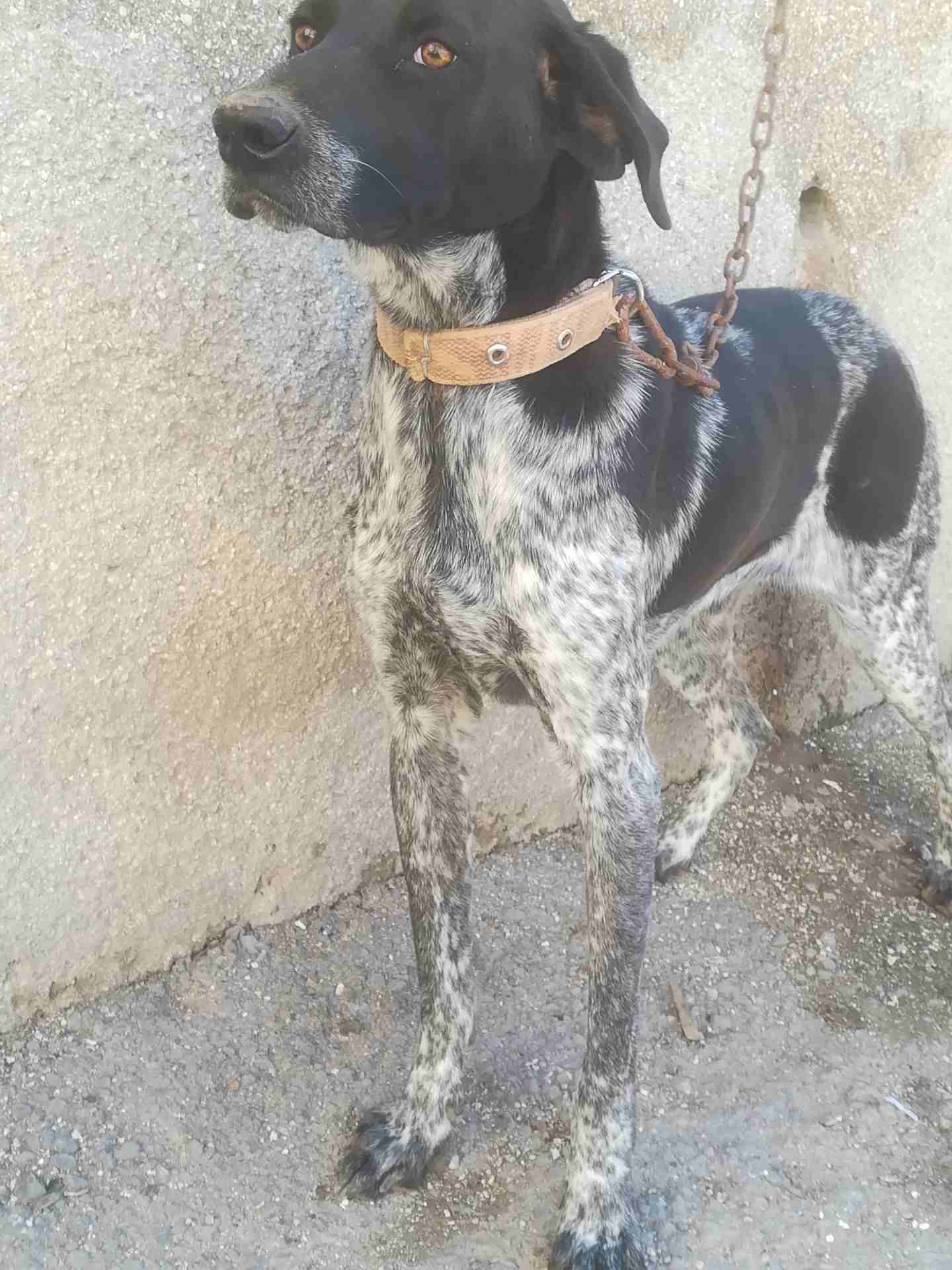 كلب بندوق بونتر
لا تنسَ أنك شاهدت هذا الإعلان في عنكبوت
كلب بندوق بونتر العمر سنه وشهرين غشيم ماخ...