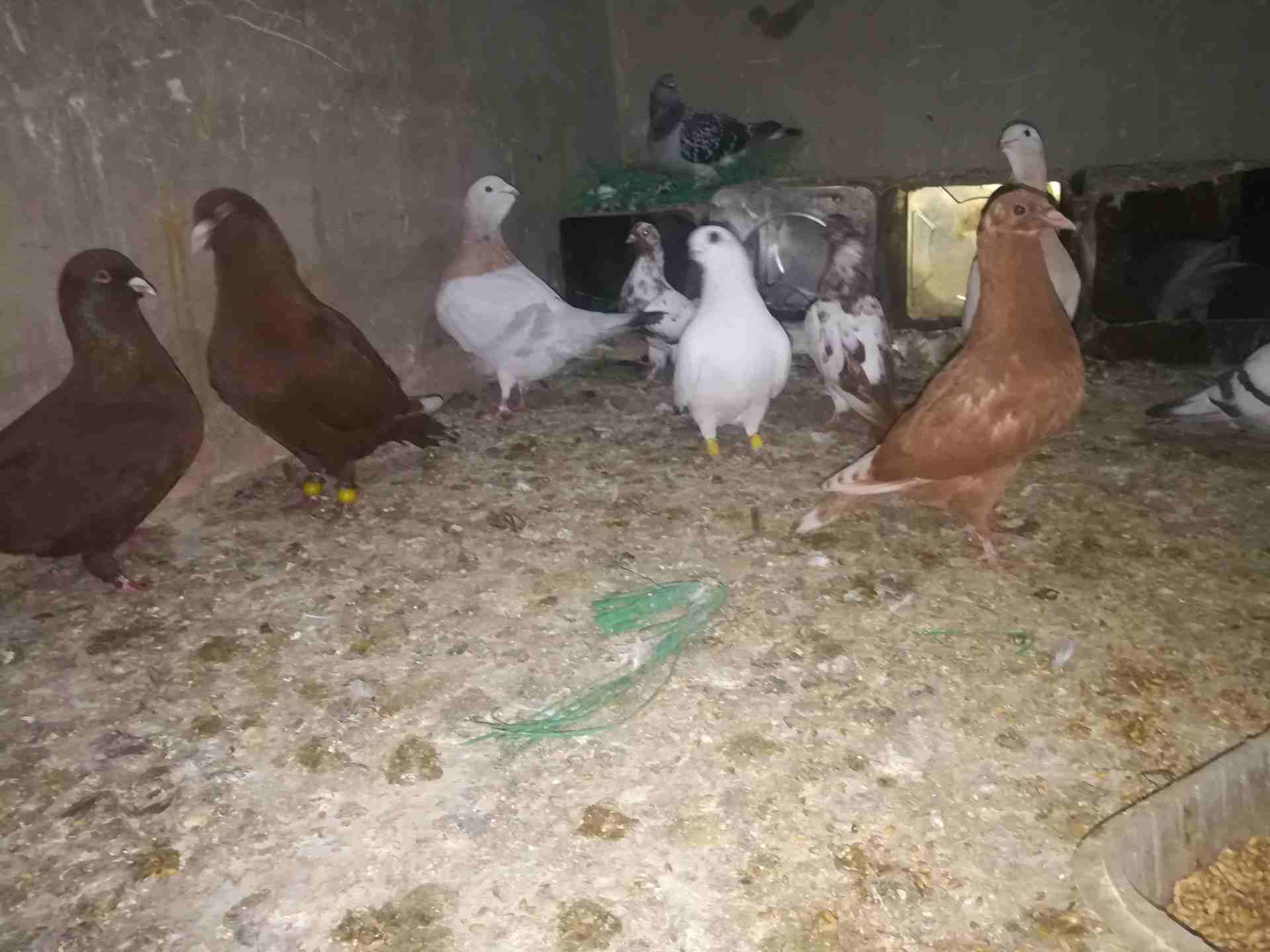 حمام نخب
لا تنسَ أنك شاهدت هذا الإعلان في عنكبوت
5جواز عالفرازه للبيع بسعر مغري للجادين فقط كلو ش...