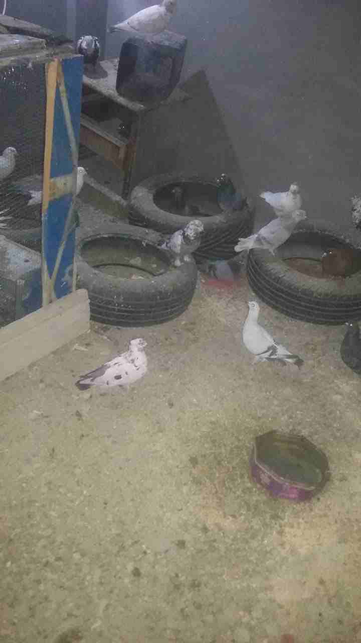 عندي 30 جوز حمام بلدي الجوز 2 ليرتين                                            


	 				لا تنسَ أنك شاهدت هذا الإعلان في عنكبوت            
	 				
                            ؟؟؟؟؟...