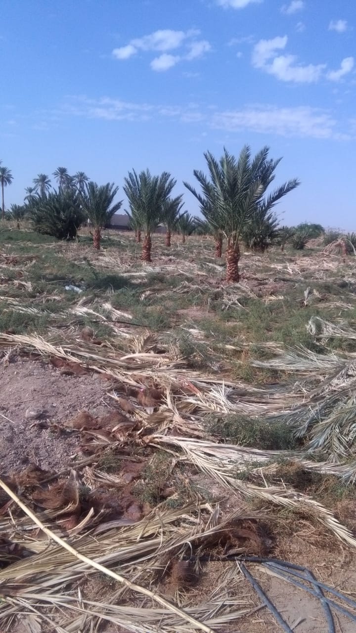 اشجار حمضيات جميع الانواع باسعار منافسه على الكميات. اشجار نخيل فسائل وانسجه
لا تنسَ أنك شاهدت هذا الإعلان في عنكبوت...