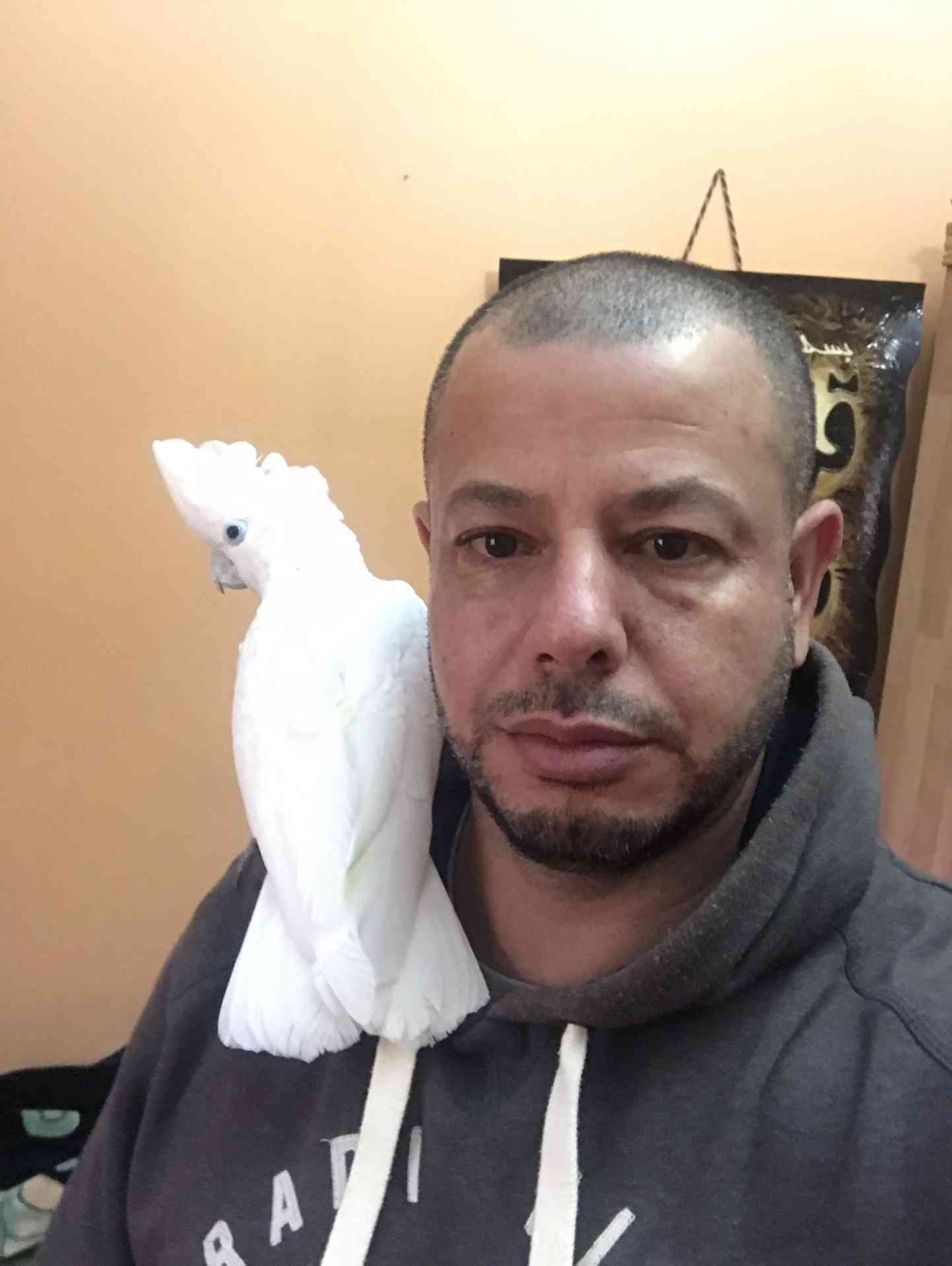 كوكاتو بلوقوفن اليف للبيع 300 دينار
لا تنسَ أنك شاهدت هذا الإعلان في عنكبوت
كوكاتو قوفن اليفه...
