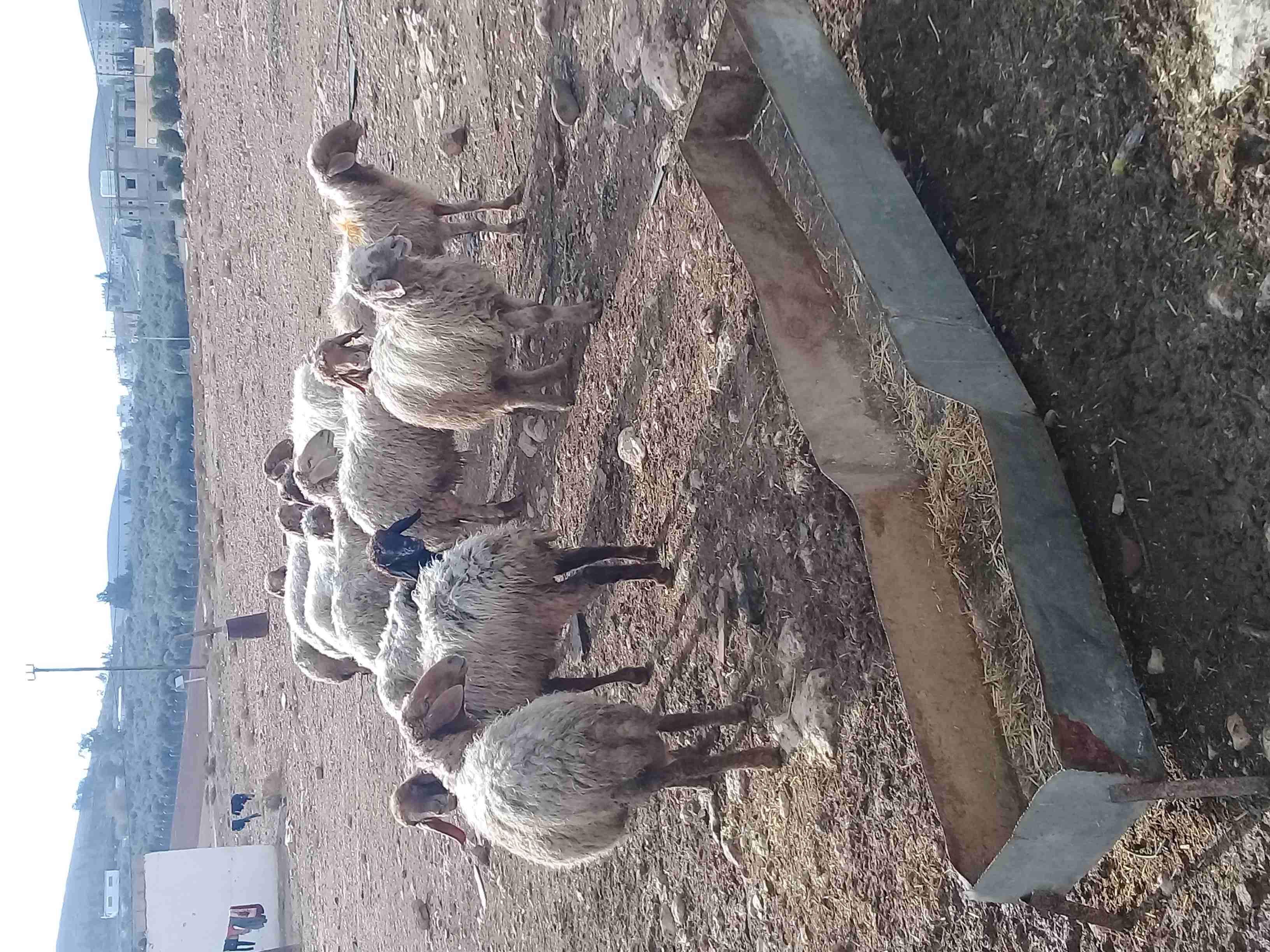 نعاج 12 سبعه اعشار سن ولحم                                            


	 				لا تنسَ أنك شاهدت هذا الإعلان في عنكبوت            
	 				
                            نعاج 12 سبعه إعشار من شهرين لى...