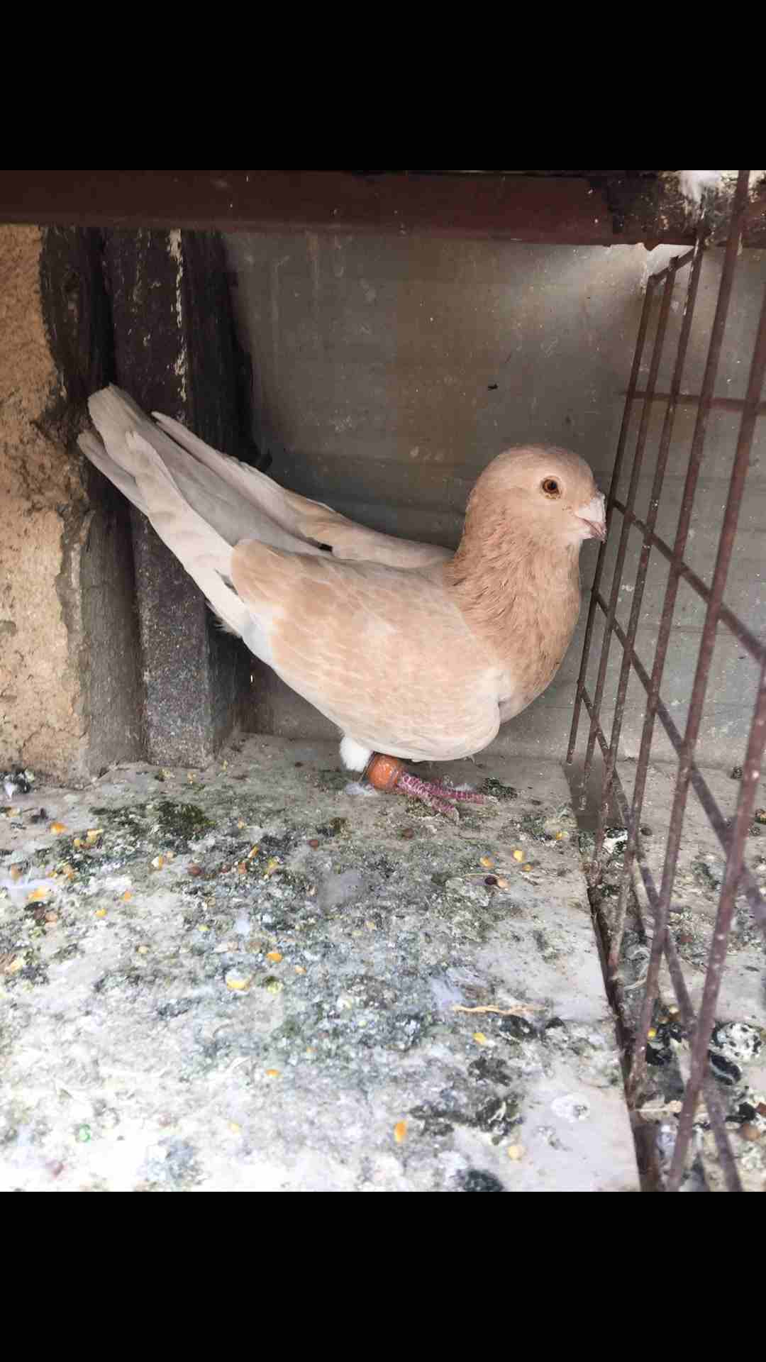 9طيور كش للبيع بسعر مغري                                            


	 				لا تنسَ أنك شاهدت هذا الإعلان في عنكبوت            
	 				
                            الطيور كش كلهم فحول 
عدد 9 للبيع...