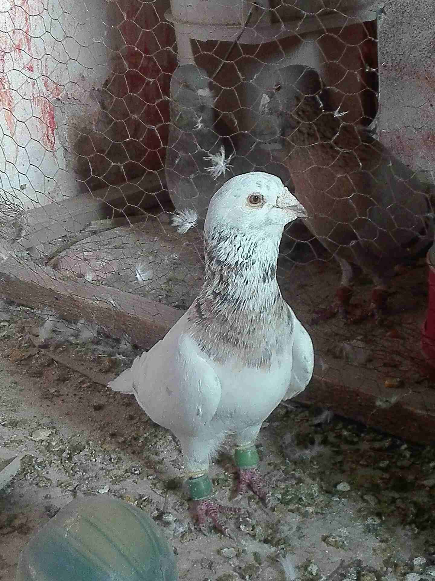 حرق حرررق 7جواز للبيع شغالات كلهم . معهم بيض واشي فراخ 5جواز ريخاني وجوزين حلوات                                            


	 				لا تنسَ أنك شاهدت هذا الإعلان في عنكبوت...