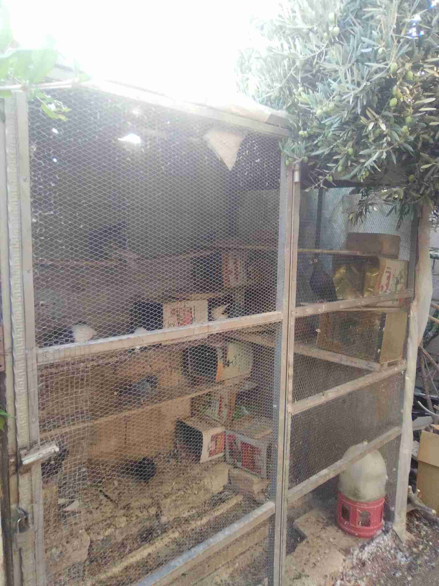 مطير يصلح لكافة أنواع الطيور جميل ومميز ومرتب 0789872665                                            


	 				لا تنسَ أنك شاهدت هذا الإعلان في عنكبوت...