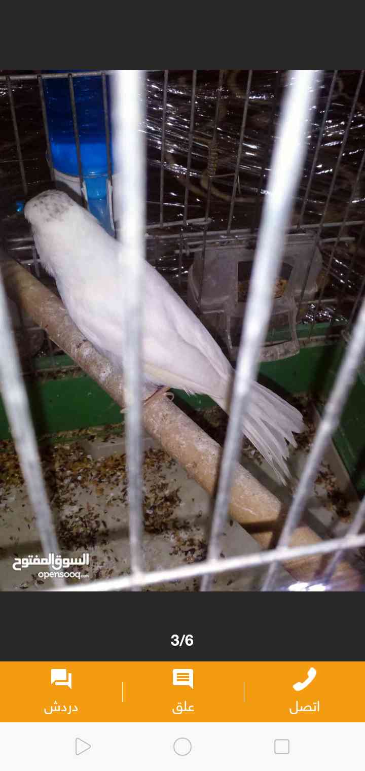 زرقاء حي النزهه
لا تنسَ أنك شاهدت هذا الإعلان في عنكبوت
فحل ابيض صلاة النبي عليه الطير في فتل...