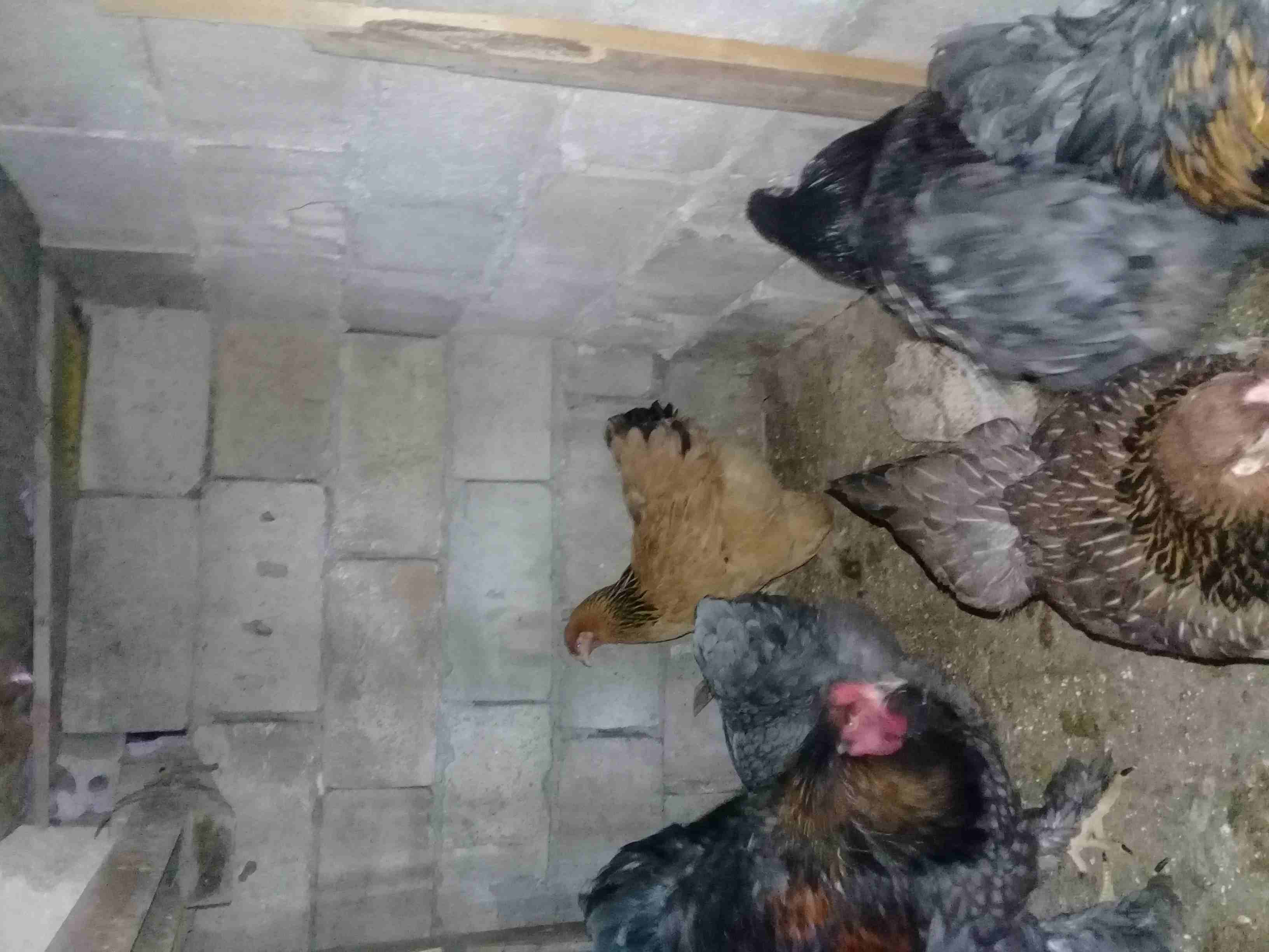 دجاج براهمه للبيع على وجه شغل صحه بالصلاة على النبي
لا تنسَ أنك شاهدت هذا الإعلان في عنكبوت
دجاج...