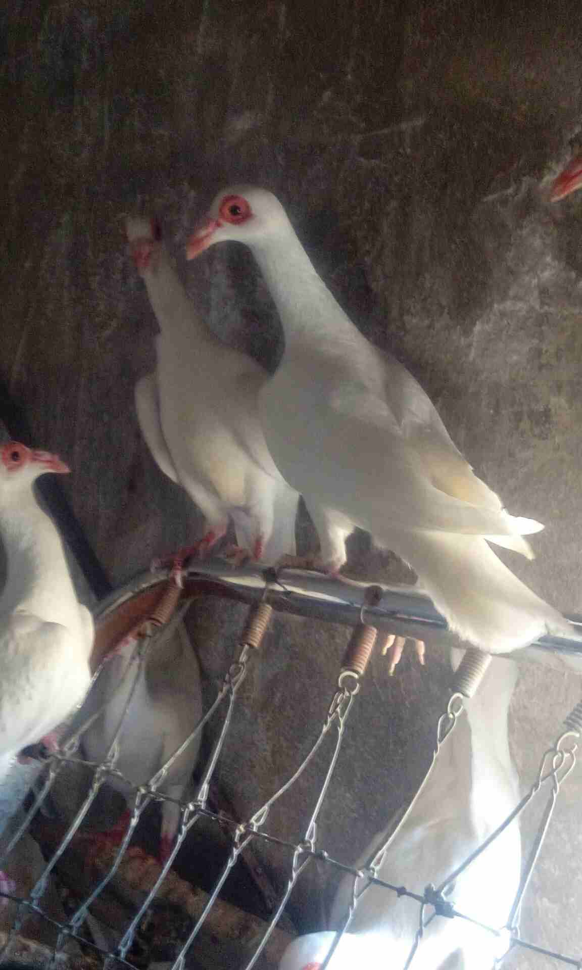 الزرقاء الهاشمية
لا تنسَ أنك شاهدت هذا الإعلان في عنكبوت
حمام بغادنة لون أبيض جواز شغالة وفراخ جو...