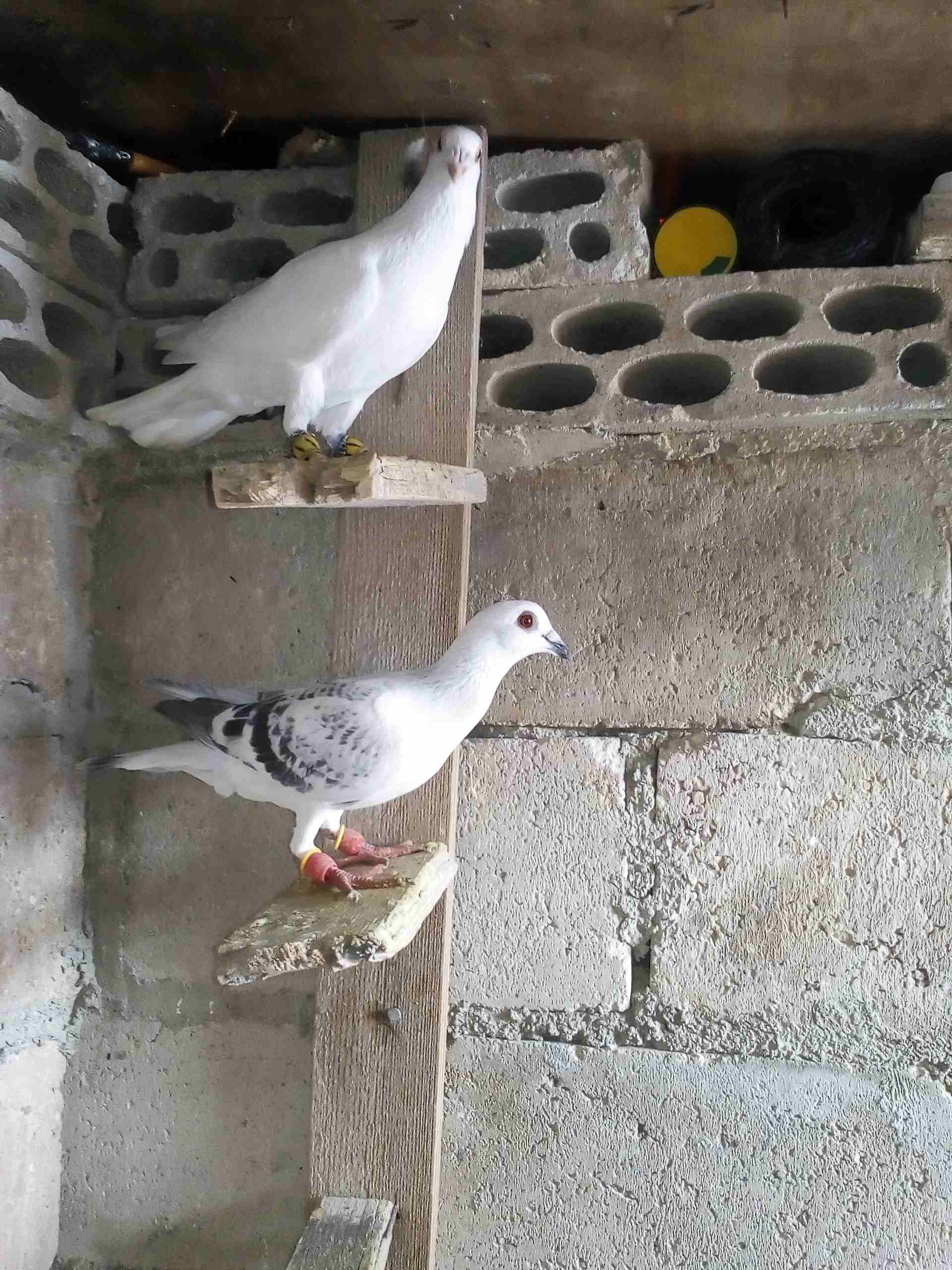 حمام صوريخ طايره بمليح بعد مادبا كش بيديك
لا تنسَ أنك شاهدت هذا الإعلان في عنكبوت
حمام زي مابدك س...