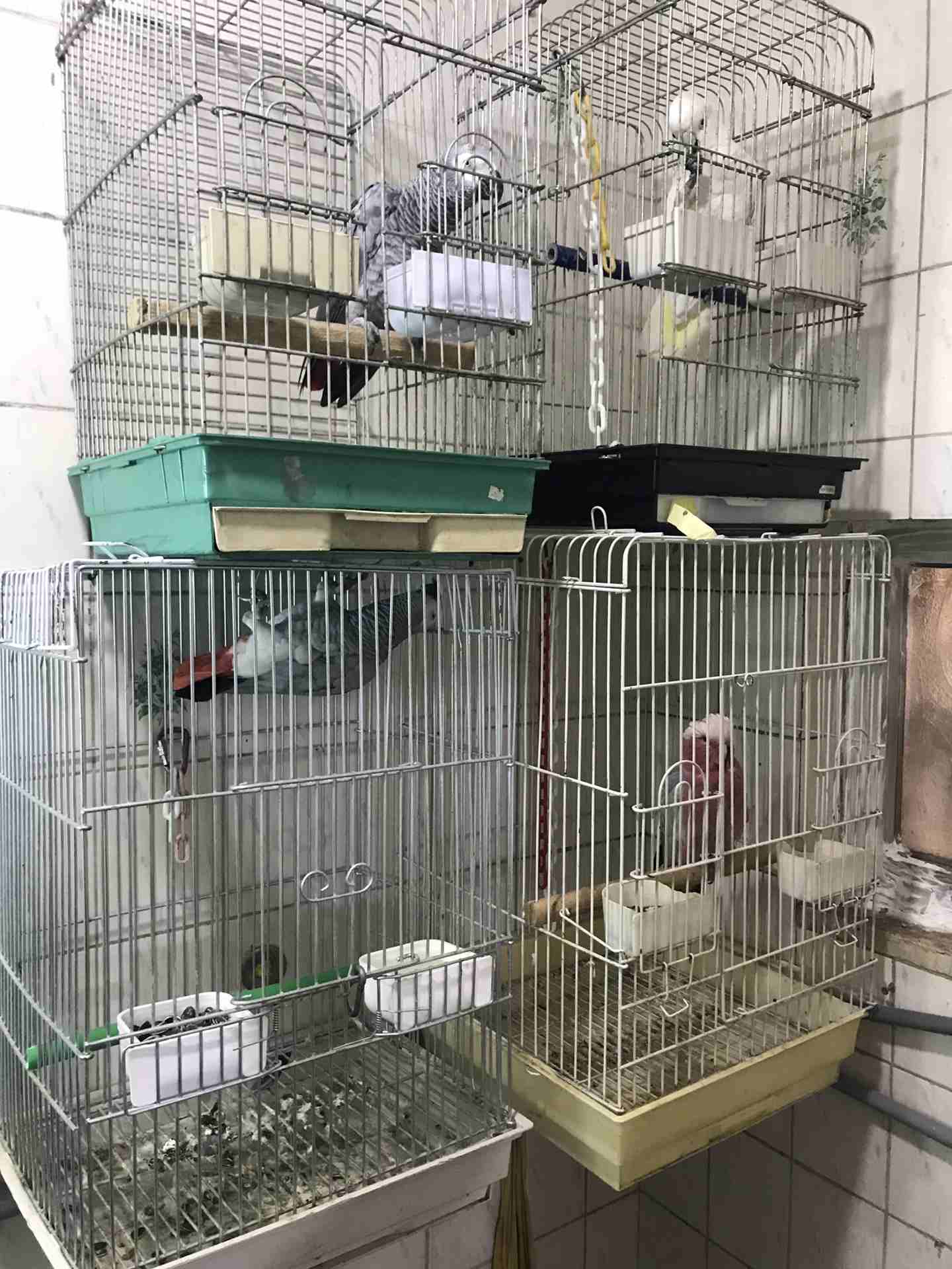 ببغات للبيع                                            


	 				لا تنسَ أنك شاهدت هذا الإعلان في عنكبوت            
	 				
                            كاسكو 390 دينار
كاسكو 350 دينار 
كوكاتو قالا...