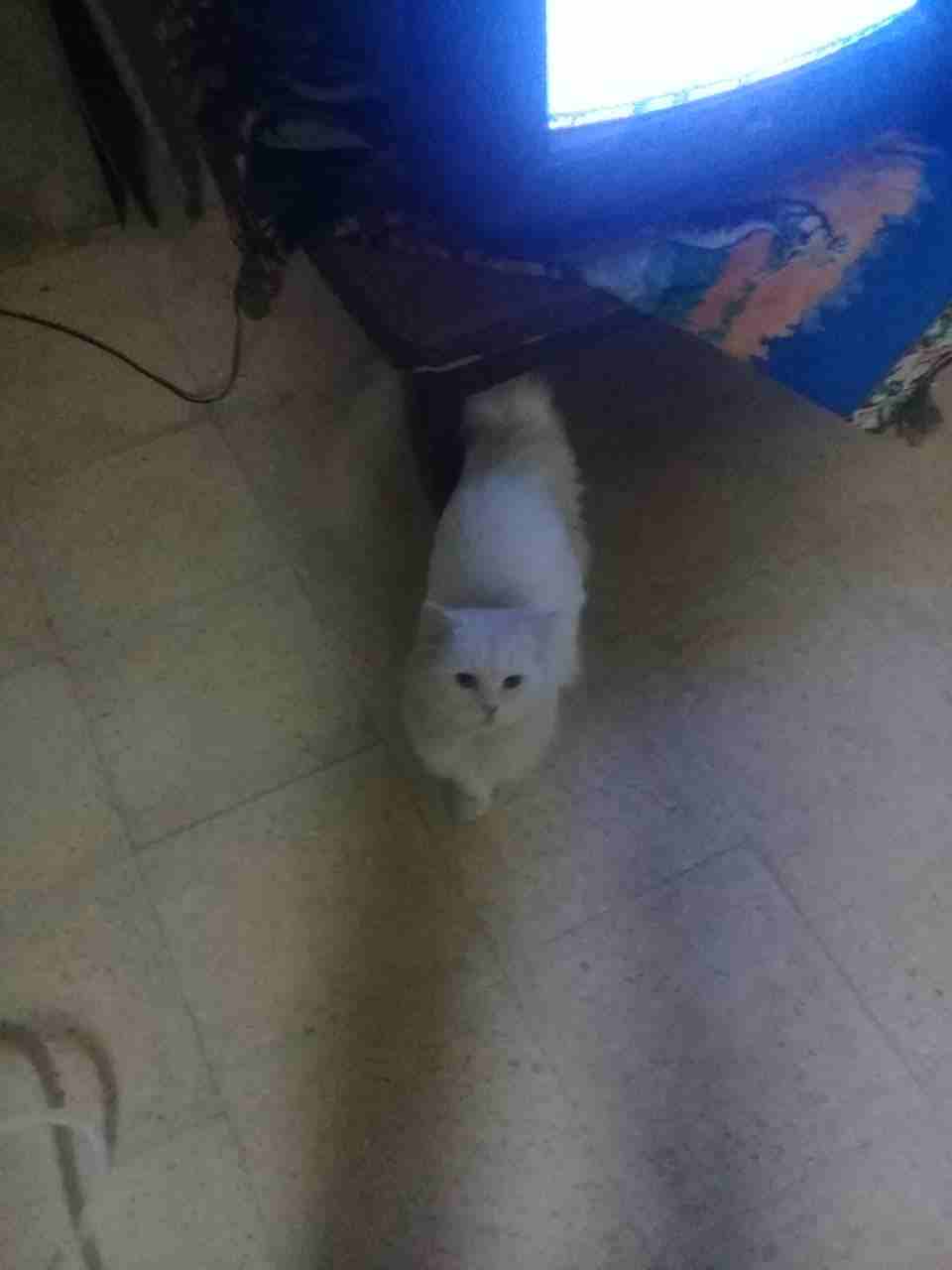 قطه شيرازي لون ابيض عيون حمر حجمها وسط                                            


	 				لا تنسَ أنك شاهدت هذا الإعلان في عنكبوت            
	 				
                            قطه شيرازي لون ابي...