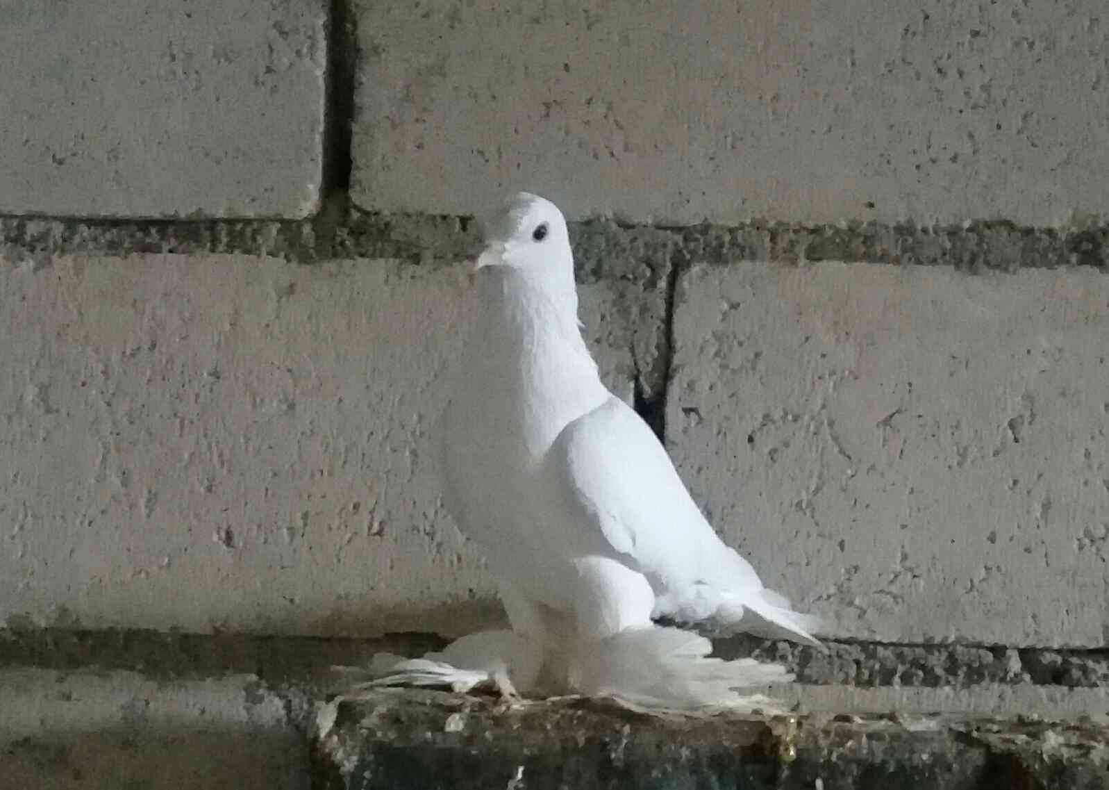 للبيع أو للبدل ذكر مكاوي ومخلوف وذكر بوز على حب او فنجز
لا تنسَ أنك شاهدت هذا الإعلان في عنكبوت...