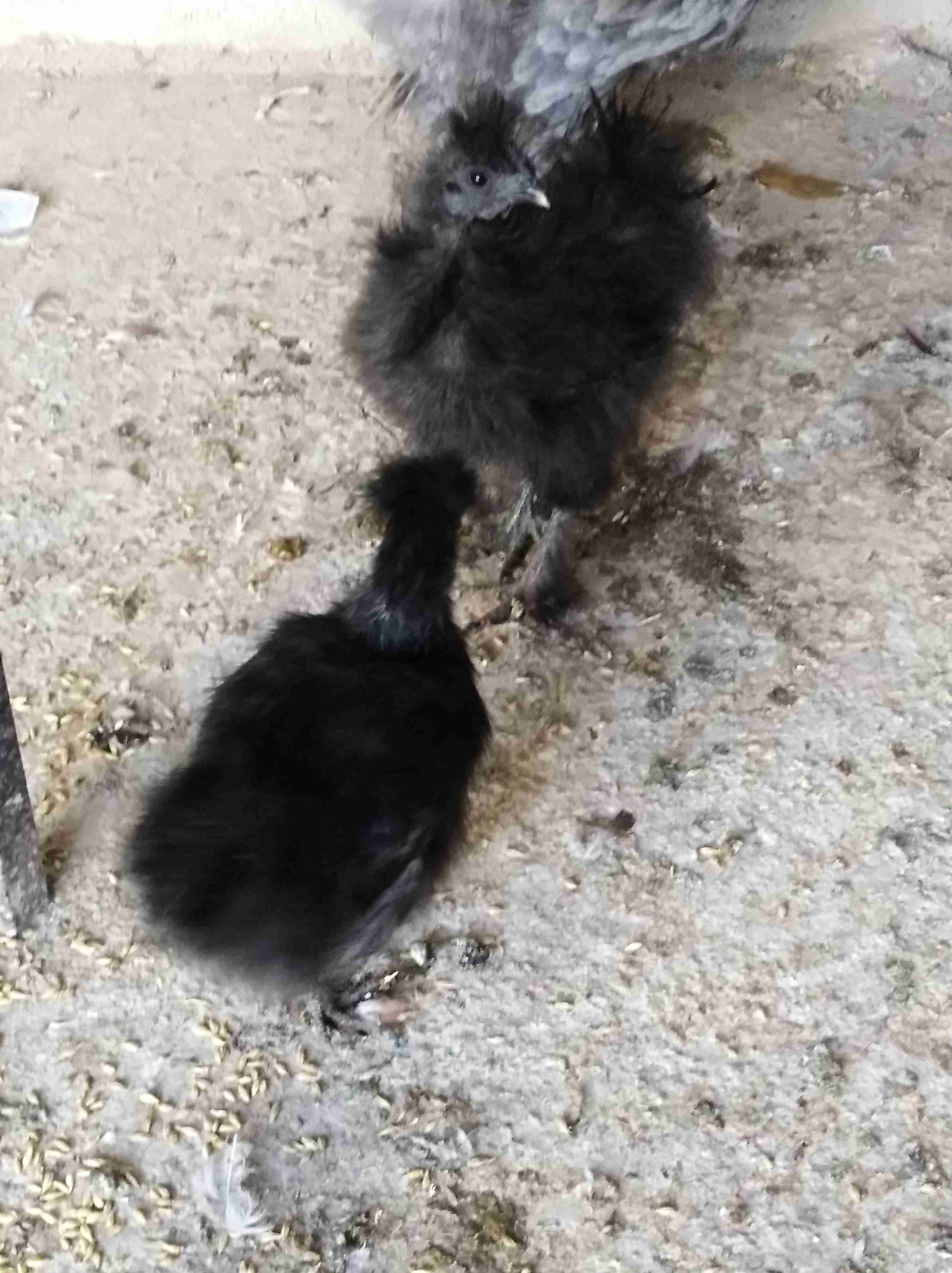 جاج براهمي سوبر جامبو للبيع أو للبدل على جاج بلدي 0772032530
لا تنسَ أنك شاهدت هذا الإعلان في عنكبوت...