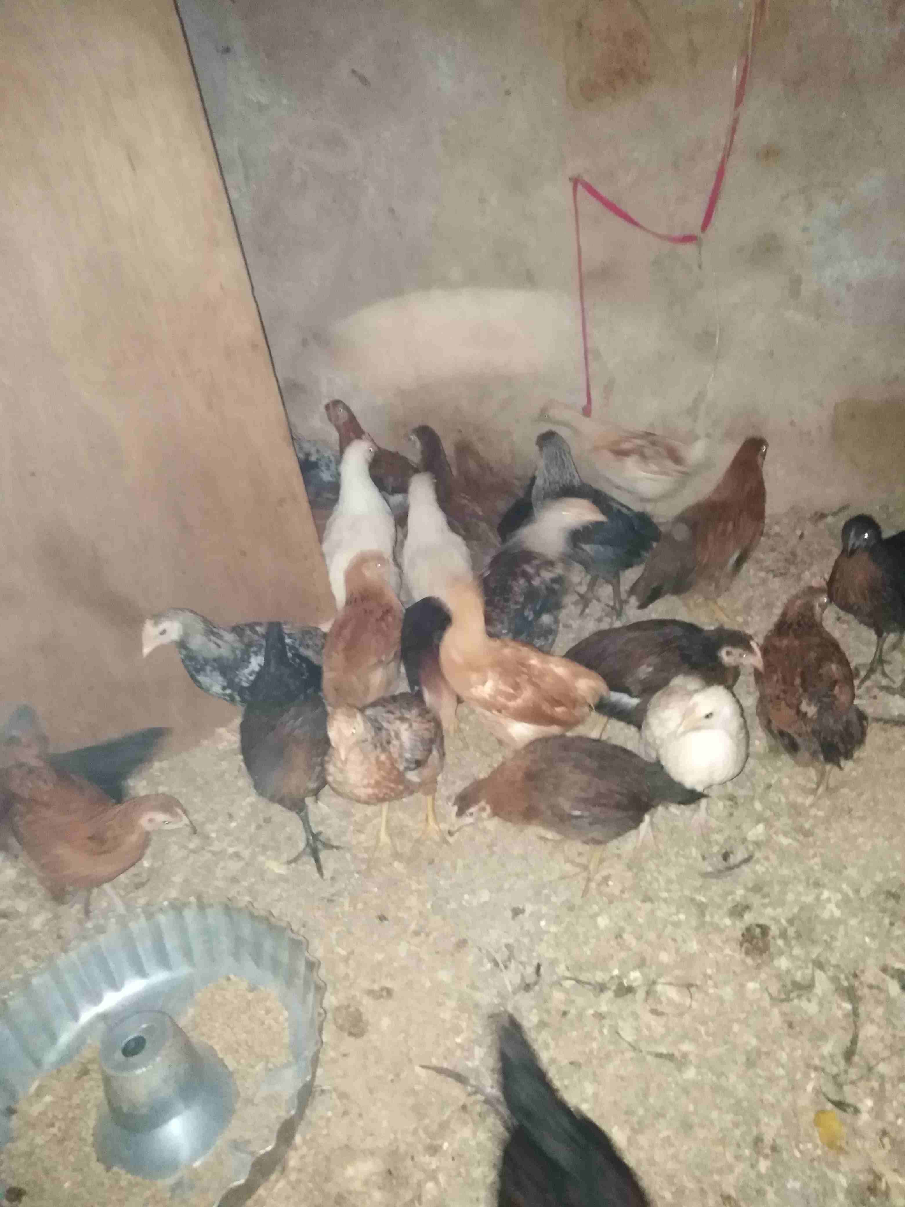 صوص هندي و بلدي عمر 75 يوم                                            


	 				لا تنسَ أنك شاهدت هذا الإعلان في عنكبوت            
	 				
                            صوص هندي و بلدي عمر 75 يوم دين...