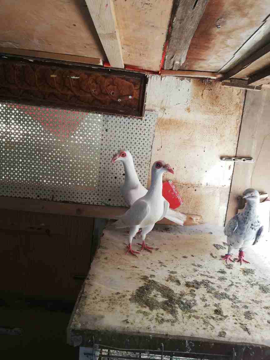 5 جواز وفردة
لا تنسَ أنك شاهدت هذا الإعلان في عنكبوت
جوز رياحنة طرد ع بيض
جوز بناديق بغادنة
جوز...