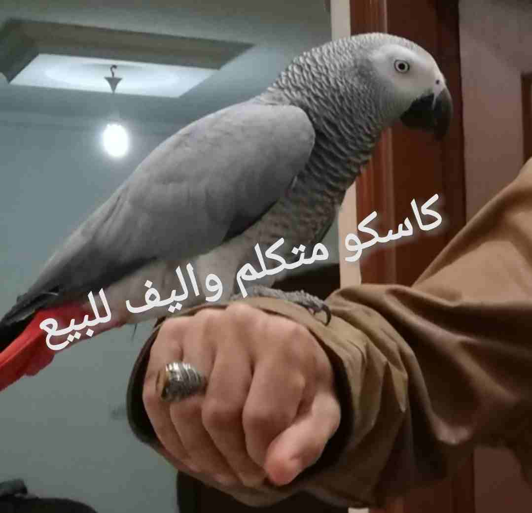 طبربور                                            


	 				لا تنسَ أنك شاهدت هذا الإعلان في عنكبوت            
	 				
                            كاسكو متكلم واليف للبيع...