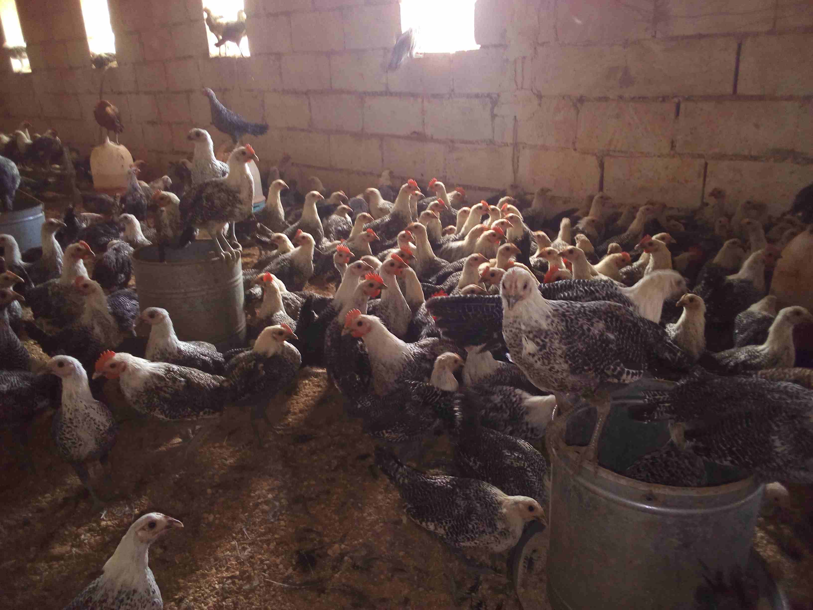 فراخ فيومي لقطه وصيده
لا تنسَ أنك شاهدت هذا الإعلان في عنكبوت
موجود 150 ديك و60 فرخه فيومي
الع...