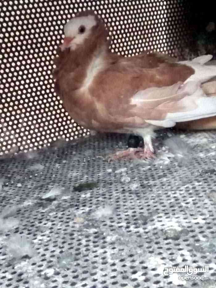 جوز نمساوي
لا تنسَ أنك شاهدت هذا الإعلان في عنكبوت
جوز نمساوي شغال صحه ونظافه ممتازه هدول الص...