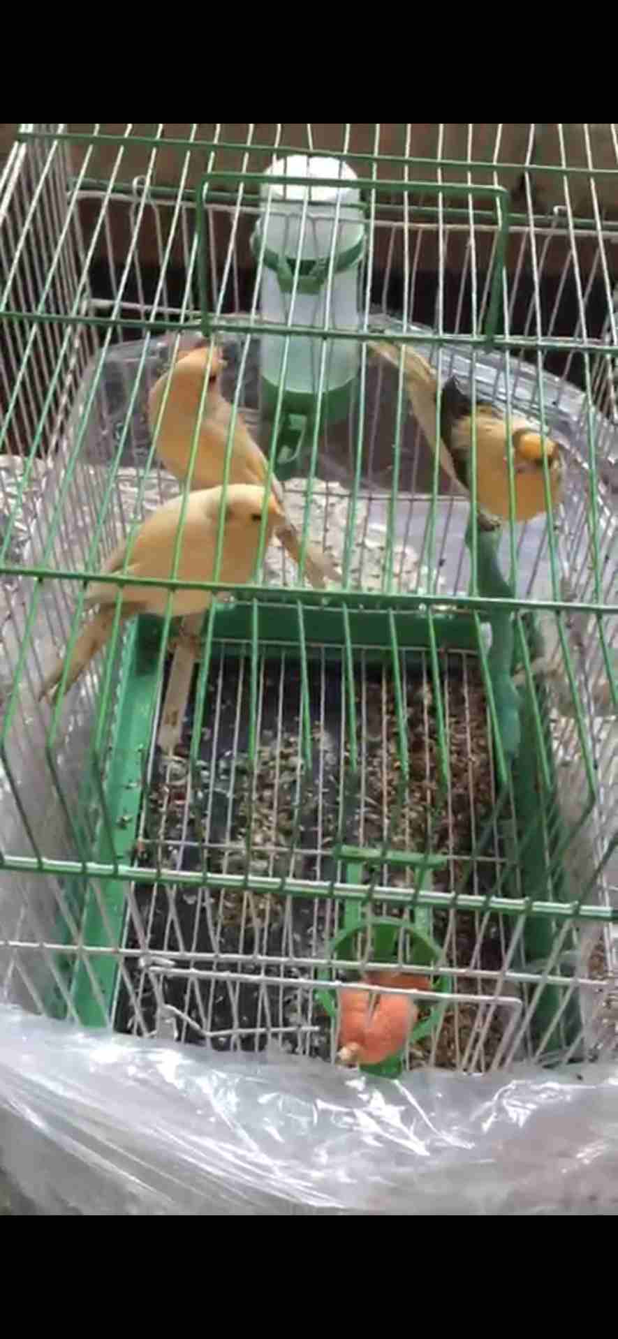 ثلاث فحول 2 جزري وواحد جزري ملطش بيشلبكو للبيع أو البدل على جوز جاهز                                            


	 				لا تنسَ أنك شاهدت هذا الإعلان في عنكبوت...