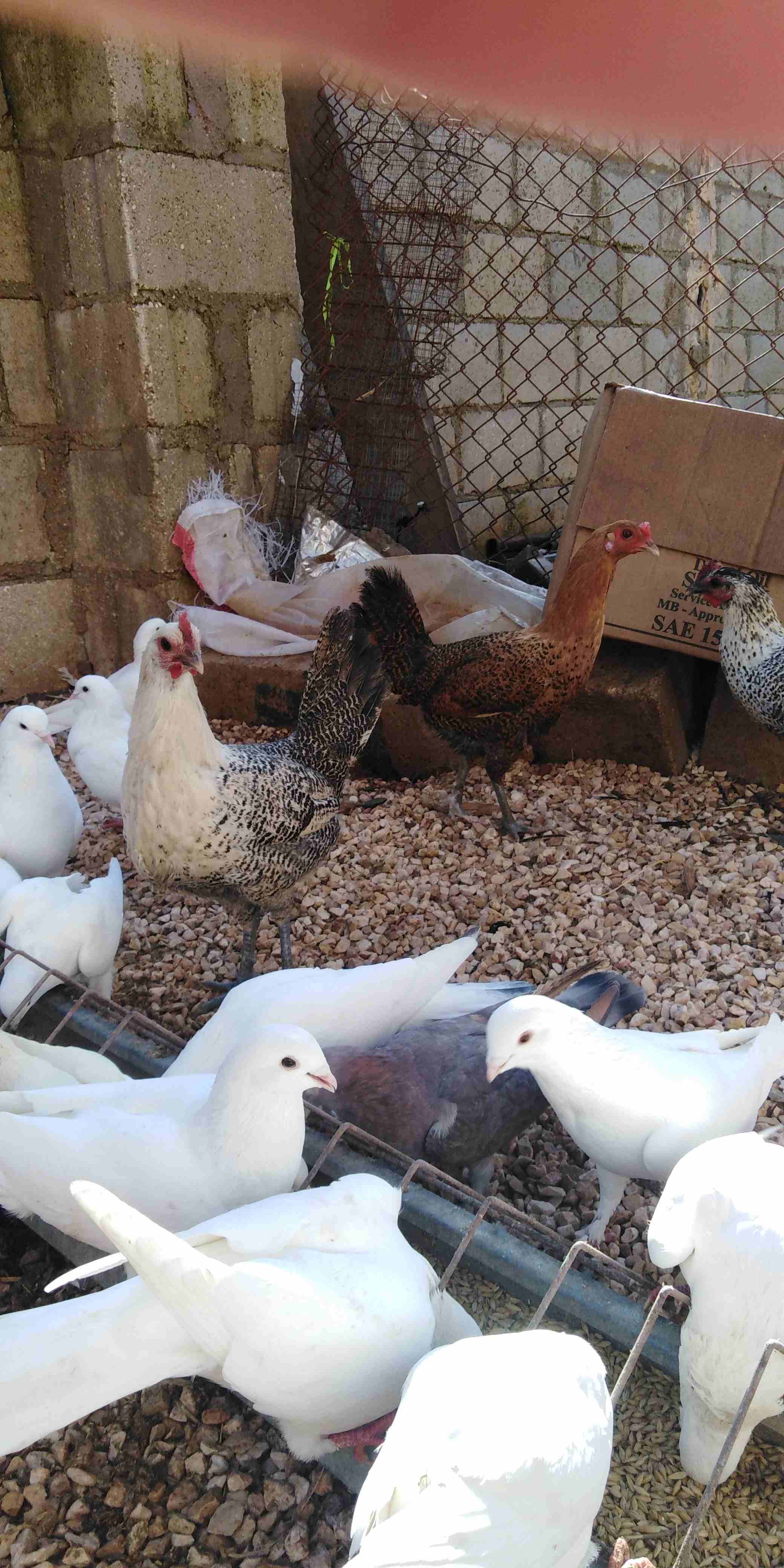 دجاج للبيع 12 وديكين                                            


	 				لا تنسَ أنك شاهدت هذا الإعلان في عنكبوت            
	 				
                            12 جاجه بلدي وفيومي وديكين نخب النخب...