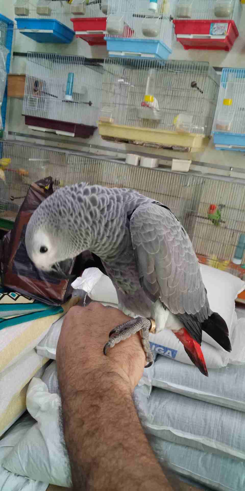فرخ كاسكو عين سوده طمس مزرعه حجل ذهبي راس طير حجم جامبو ثوب ثلجي جناح كامل صحه
لا تنسَ أنك شاهدت هذا الإعلان في عنكبوت...