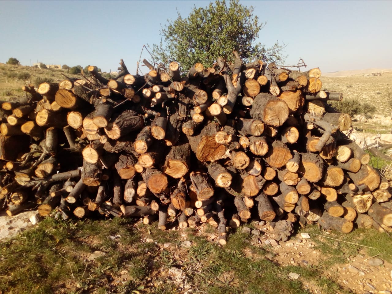 حطب لوز للبيع الطون 100 دينار                                            


	 				لا تنسَ أنك شاهدت هذا الإعلان في عنكبوت            
	 				
                                حطب لوز للبيع الطون 100...