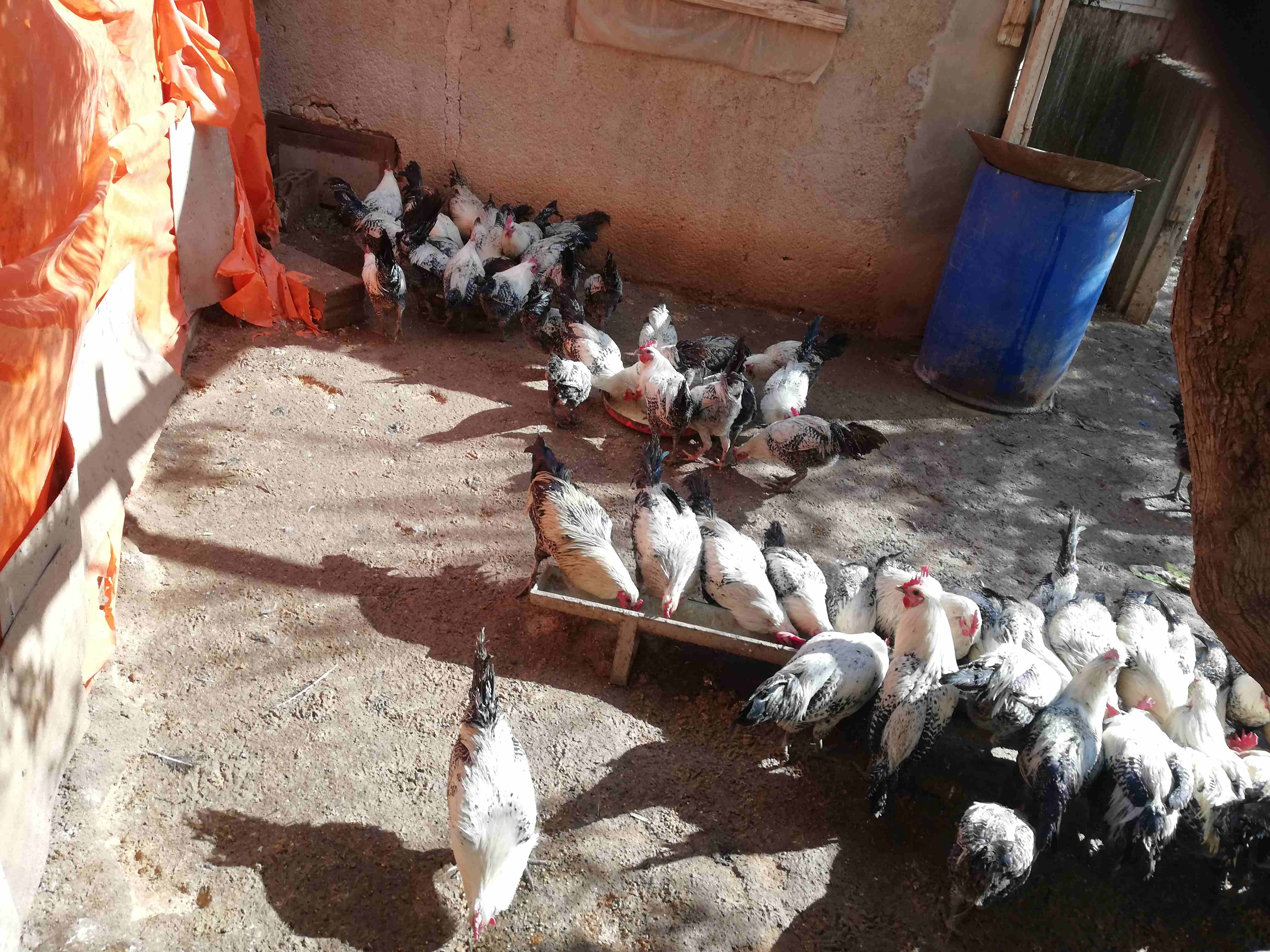ديوك فيومي للذبح او التخصيب                                            


	 				لا تنسَ أنك شاهدت هذا الإعلان في عنكبوت            
	 				
                            ديوك فيومي للذبح او التخصيب
س...